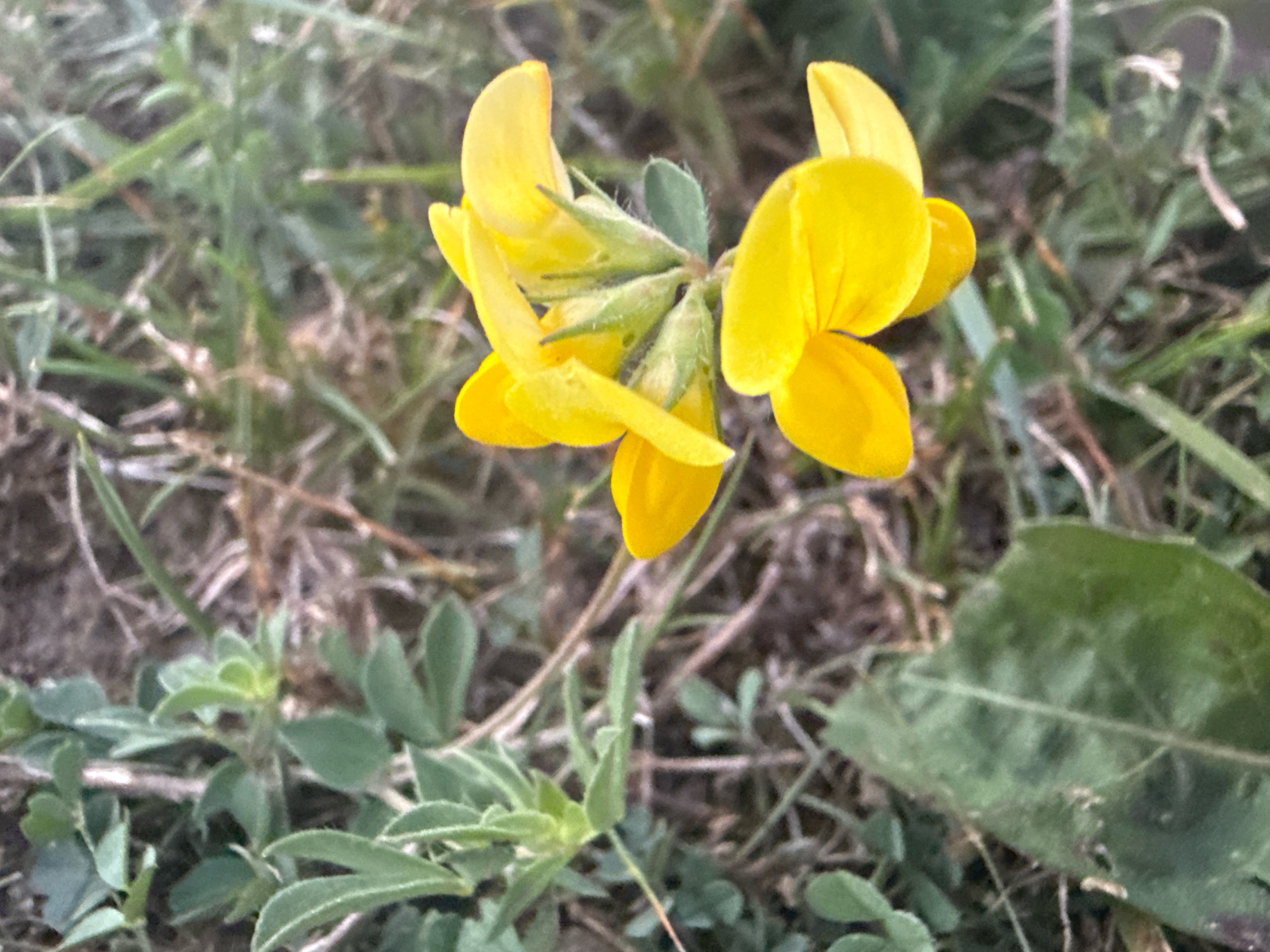 A close-up, eye-level shot captures a cluster of bright yellow flowers, possibly Bird's-foot trefoil, blooming amidst green foliage and dry grasses. The flowers, with their distinct pea-like petals, are the primary focus, showcasing their vibrant color and delicate structure. The background is a soft blur of green and brown, indicating a natural, outdoor setting. The image does not depict any specific location within the city of Tenginka, Russia, nor does it show any people or actions.