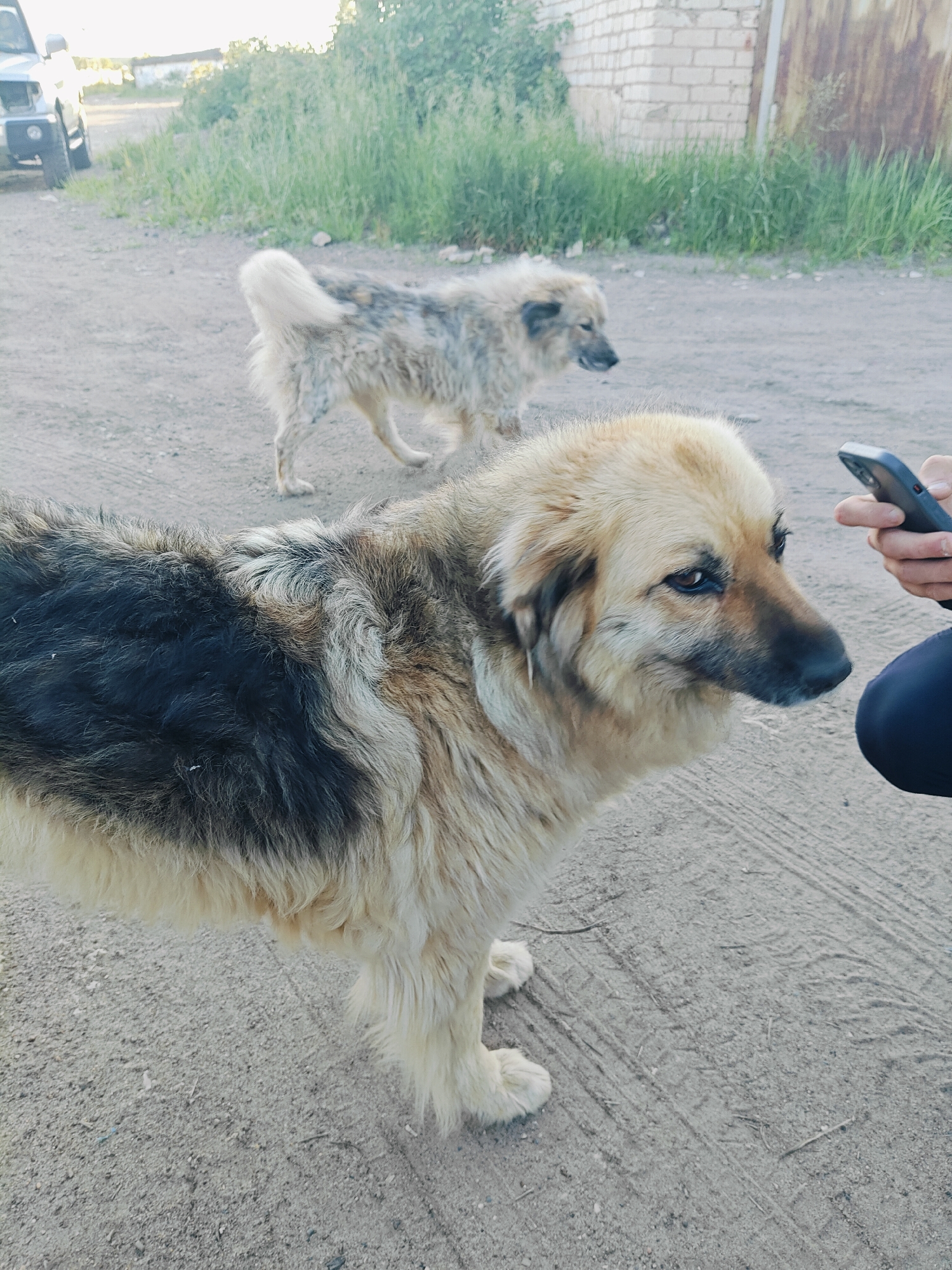 The image captures an outdoor scene with two dogs and a person holding a mobile phone. The larger dog, in the foreground, has a predominantly tan coat with darker markings on its back and head, fluffy fur, and is looking towards the right of the frame. A second dog, with a lighter, mottled coat, is visible in the background, walking away from the camera. A person's hand, holding a dark-colored smartphone, is positioned to the right of the larger dog, suggesting an interaction or observation. The ground is a sandy or gravelly surface, possibly a dirt road or unpaved area. In the background, there are elements of an urban or semi-urban environment, including a white brick building, a rusty metal structure, and tall green grass or weeds. A silver vehicle is partially visible on the left side of the frame. The lighting suggests it is daytime, possibly late afternoon or early evening, given the soft light and shadows. The overall scene appears to be in a non-descript outdoor area that could be found in a city like Chaikovsky, Russia, characterized by its mixture of natural elements and utilitarian structures.