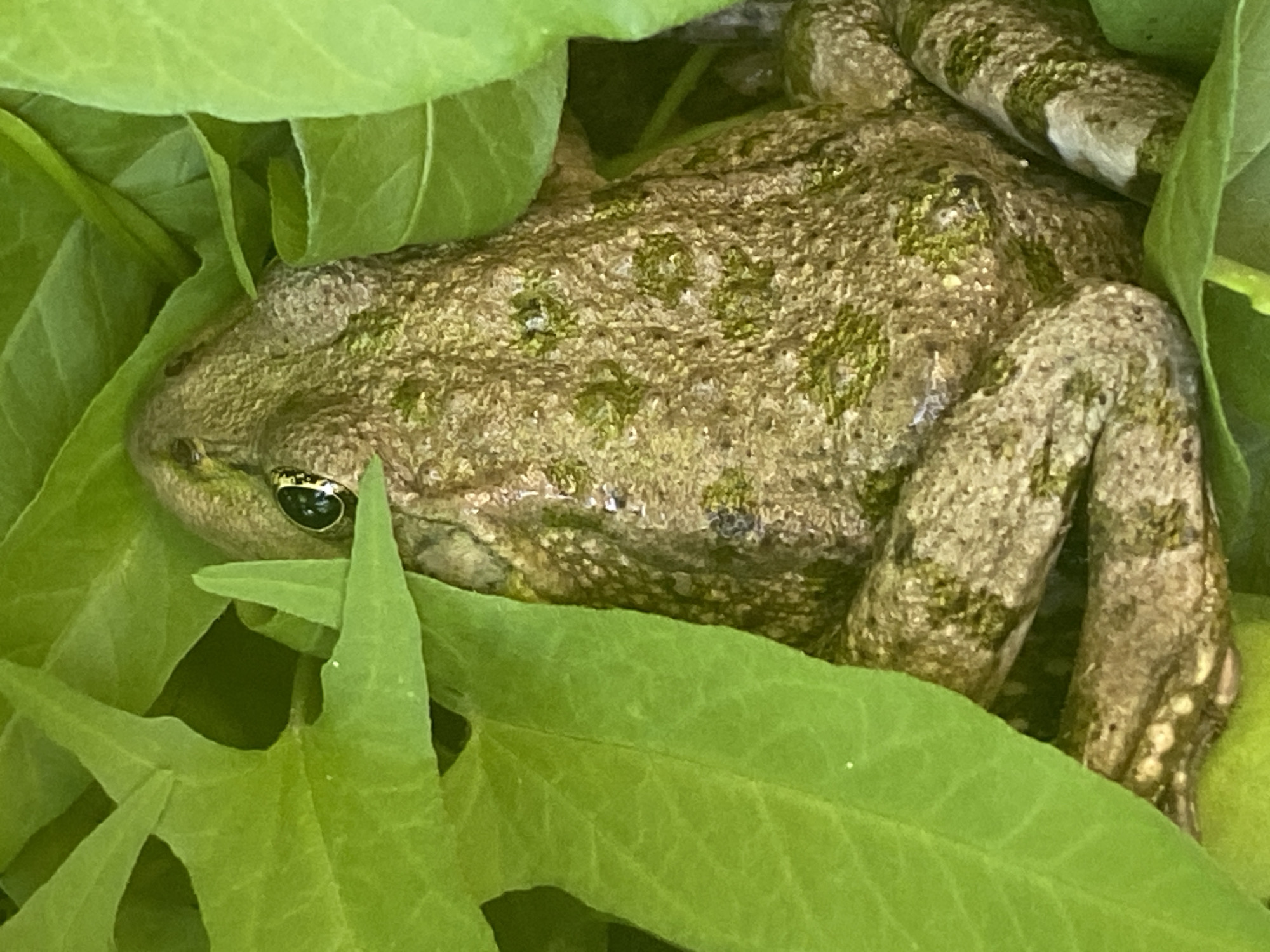 A close-up photograph displays a camouflaged frog resting amidst lush green foliage in Chaikovsky, Russia. The frog, positioned slightly to the left, exhibits mottled green and brown skin with irregular darker patches, allowing it to blend seamlessly with its environment. Its textured skin is visible across its back and head. One dark, prominent eye with a distinctive golden-yellow rimmed pupil is clearly visible, looking subtly forward and upwards from beneath the leaves.
The frog is partially obscured by vibrant, broad green leaves that appear to be heart-shaped or deeply lobed, suggesting a dense and natural vegetative cover. These leaves are healthy and provide excellent concealment for the amphibian. The natural lighting in the image is soft and even, indicating daytime without harsh shadows, which enhances the camouflage effect. No human activity, artificial objects, or visible text are present in the frame, emphasizing the wild and undisturbed nature of the scene. The frog appears still, likely resting or observing its surroundings from its hidden vantage point.