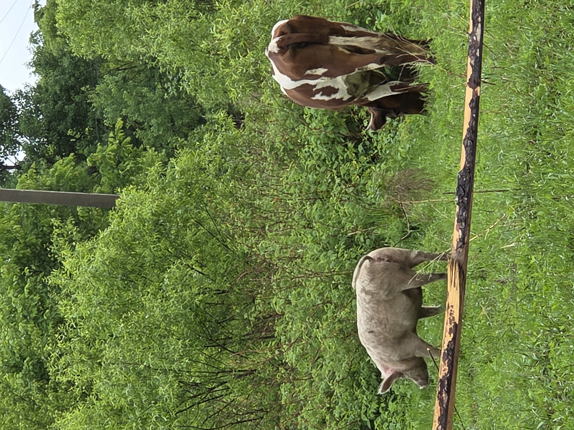 In the city of Pronkino, Russia, a rural outdoor scene features a light-colored pig and a brown and white cow within a grassy area backed by dense green foliage and trees. A light grey, possibly curly-haired pig walks from left to right in the midground, its tail curled. To the right of the pig, a brown and white cow grazes, facing away from the viewer with its head down into the grass. A horizontal wooden log or fence rail, appearing partially debarked and dark, spans the lower portion of the image. A dark grey vertical utility pole is visible on the left side, extending into the upper left quadrant amidst the trees. The background consists of a thick arrangement of green trees and bushes, with an overcast sky partially visible above the canopy.