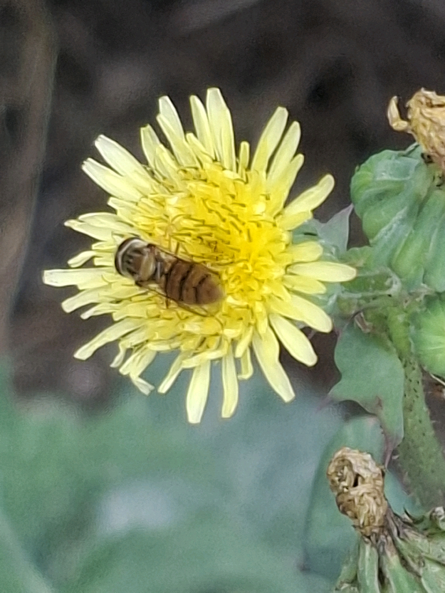 A close-up, slightly out-of-focus shot shows a hoverfly with distinctive brown stripes on its abdomen resting on a bright yellow dandelion flower. The flower's petals are thin and elongated, radiating outwards. Green leaves and dried, withered flower heads are visible in the background, along with a dark, out-of-focus area that could be soil or foliage. The scene is set outdoors, likely in a natural or park-like environment within Almaty, Kazakhstan. There are no people or distinct human-made structures visible. The lighting appears to be natural daylight.