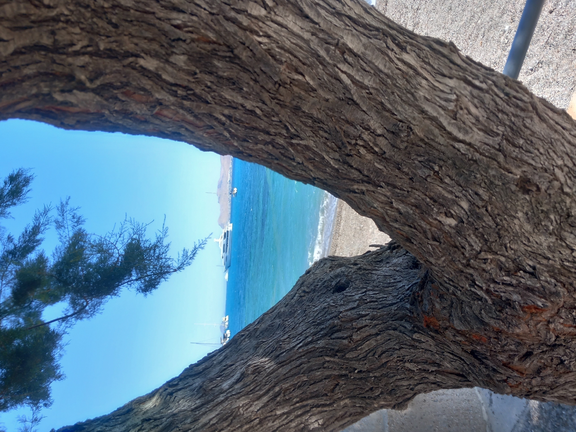 This image depicts a view of the sea and boats through the textured bark of a tree in Kos, Greece. The foreground is dominated by the rough, gray-brown bark of a tree that splits, framing the scene beyond. The middle ground features the bright blue Aegean Sea with several boats, including a large white yacht. The background shows a clear blue sky and the distant coastline of an island. The beach in the lower part of the image is covered in pebbles. The lighting suggests it is a sunny day.