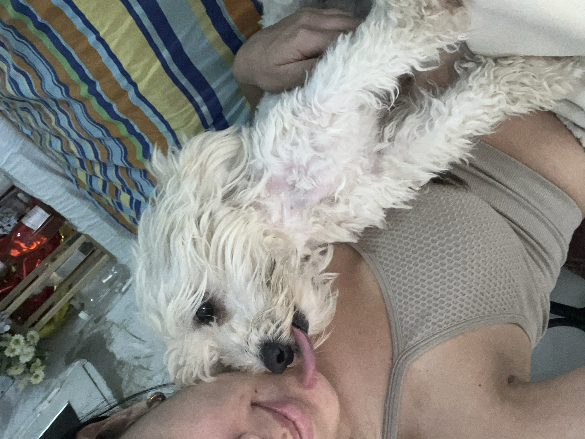 A close-up, portrait-style, overhead shot shows a person and a small, white, fluffy dog. The dog is positioned on top of the person, with its face close to the person's face. The dog's tongue is sticking out and appears to be licking the person's face. The person is wearing a gray tank top. The background consists of a bed with striped bedding in shades of blue, green, yellow, and brown. To the left of the bed, there is a wooden crate containing bottles, possibly wine or spirits, and a small bouquet of white flowers. The lighting suggests daytime. The scene appears to be indoors, possibly a bedroom. No visible text is present in the image. The overall mood is affectionate and playful.