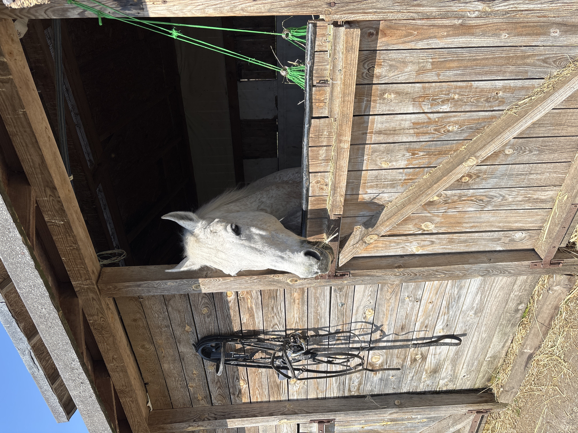 A medium shot depicts a white horse's head extending out from a wooden stall with a hay-strewn floor. The horse peers out with a curious expression. A complex array of black tack hangs on the stall door near the horse's head. Green twine crisscrosses above the opening. The photograph is taken in a rustic wooden barn or stable setting. The photo location in Burgas, Bulgaria is undetermined.