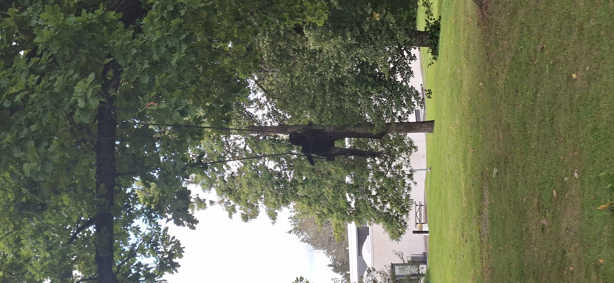 A dark, rough, vaguely humanoid figure is suspended from a tree branch by two ropes in a park-like setting. The figure appears to be constructed from dark, fibrous material, possibly branches or netting, and has a slumped, hanging posture with limbs extended. It is positioned on the right side of the image, partially obscured by the dense green foliage of an oak tree. In the background, a white building with a curved roof is visible, as well as a picnic bench. The foreground consists of a well-maintained green lawn. The location is the Krapu Park in Tuusula, Finland, and this installation is a part of the "Krapu Art Park" which exhibits outdoor sculptures.