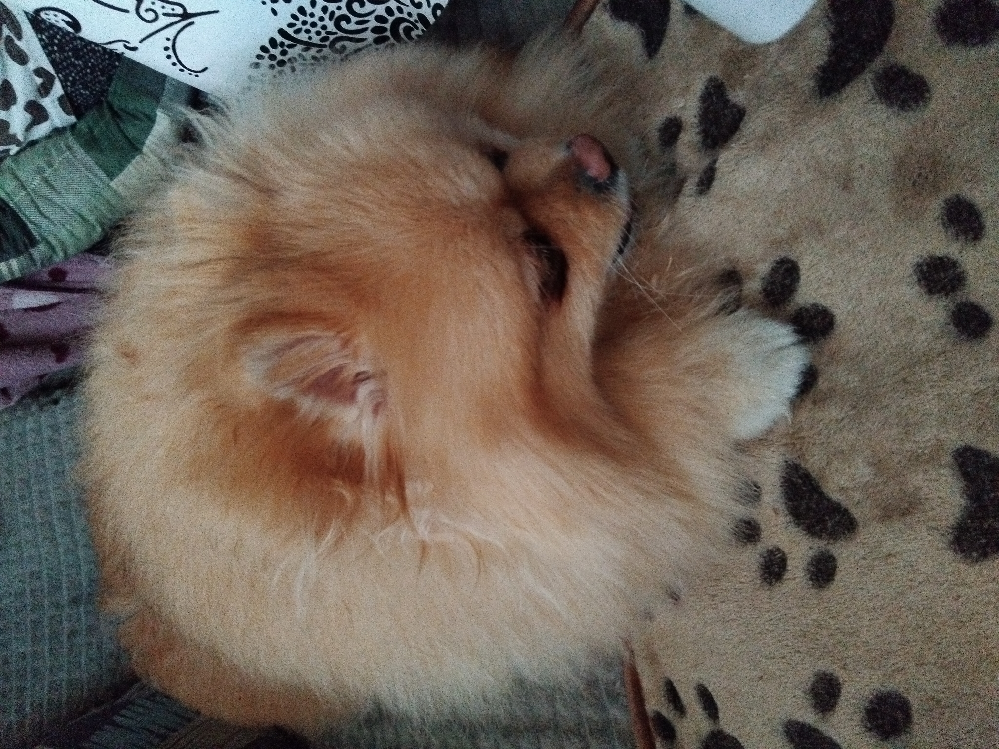 A close-up, high-angle shot captures a Pomeranian dog resting on a patterned blanket. The dog, with its characteristic fluffy orange fur, is positioned in the center of the frame, its head turned slightly to the right. Its eyes are closed, and its pink nose is visible. The blanket beneath the dog features a repeating pattern of dark paw prints on a light brown background. In the upper portion of the image, the dog is partially obscured by other blankets and textiles, one of which has a green and blue plaid pattern, and another with a white background and black floral designs. The lighting is dim, suggesting an indoor setting. The scene is devoid of any human presence or overt signs of the specific location in Apriltsi, Bulgaria.
