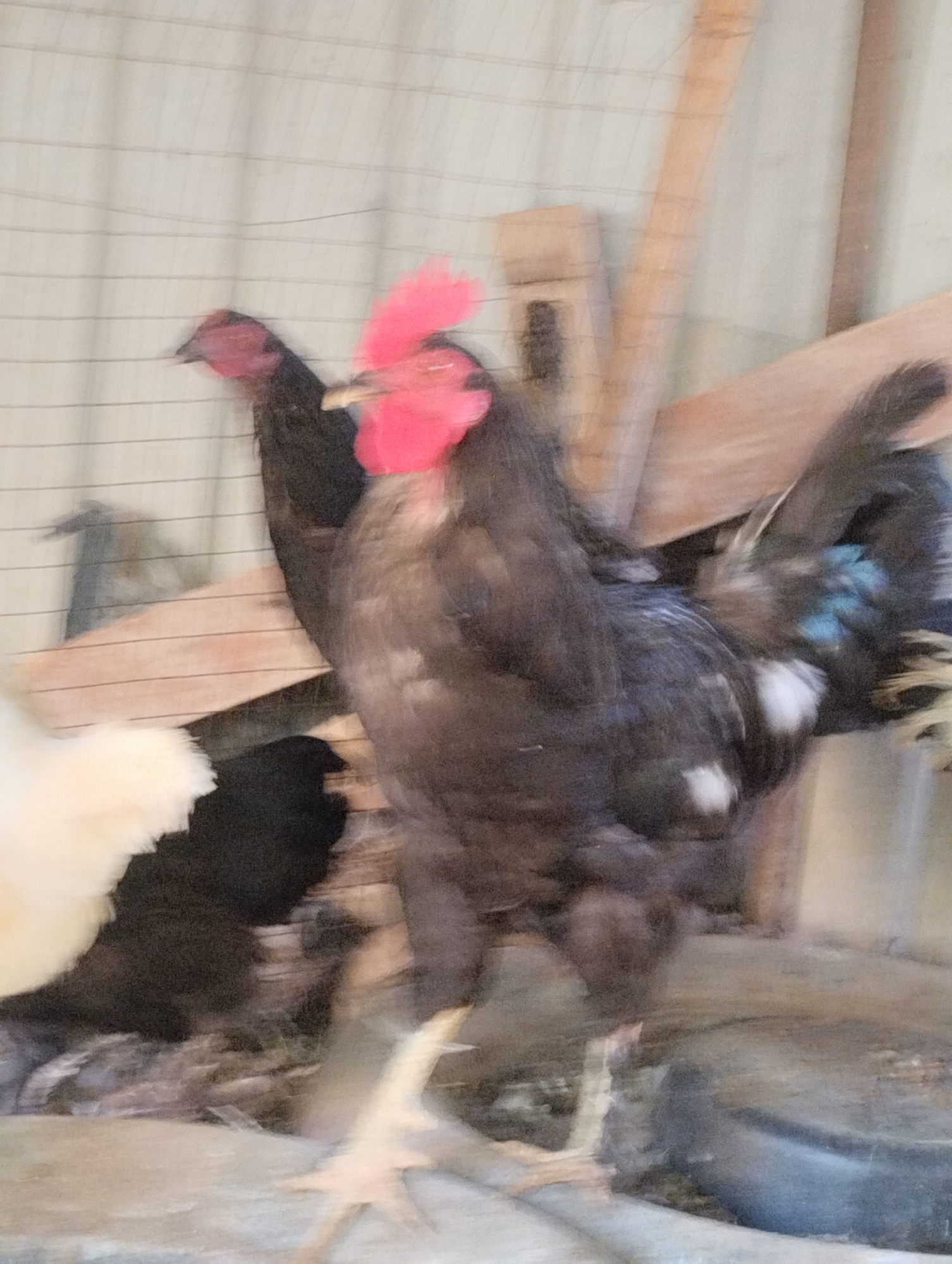 A dark-colored rooster with a red comb and wattle stands in the foreground, its body blurred due to motion. To its left, another chicken, mostly black with a hint of red on its head, is also blurred. In the background, a light-colored chicken is partially visible, appearing as a white blur. The chickens are within an enclosure with wooden planks and a wire mesh fence. The environment appears to be an outdoor setting, possibly a farm or backyard, with dirt and debris on the ground. The image is taken in Qanlikul, Uzbekistan.