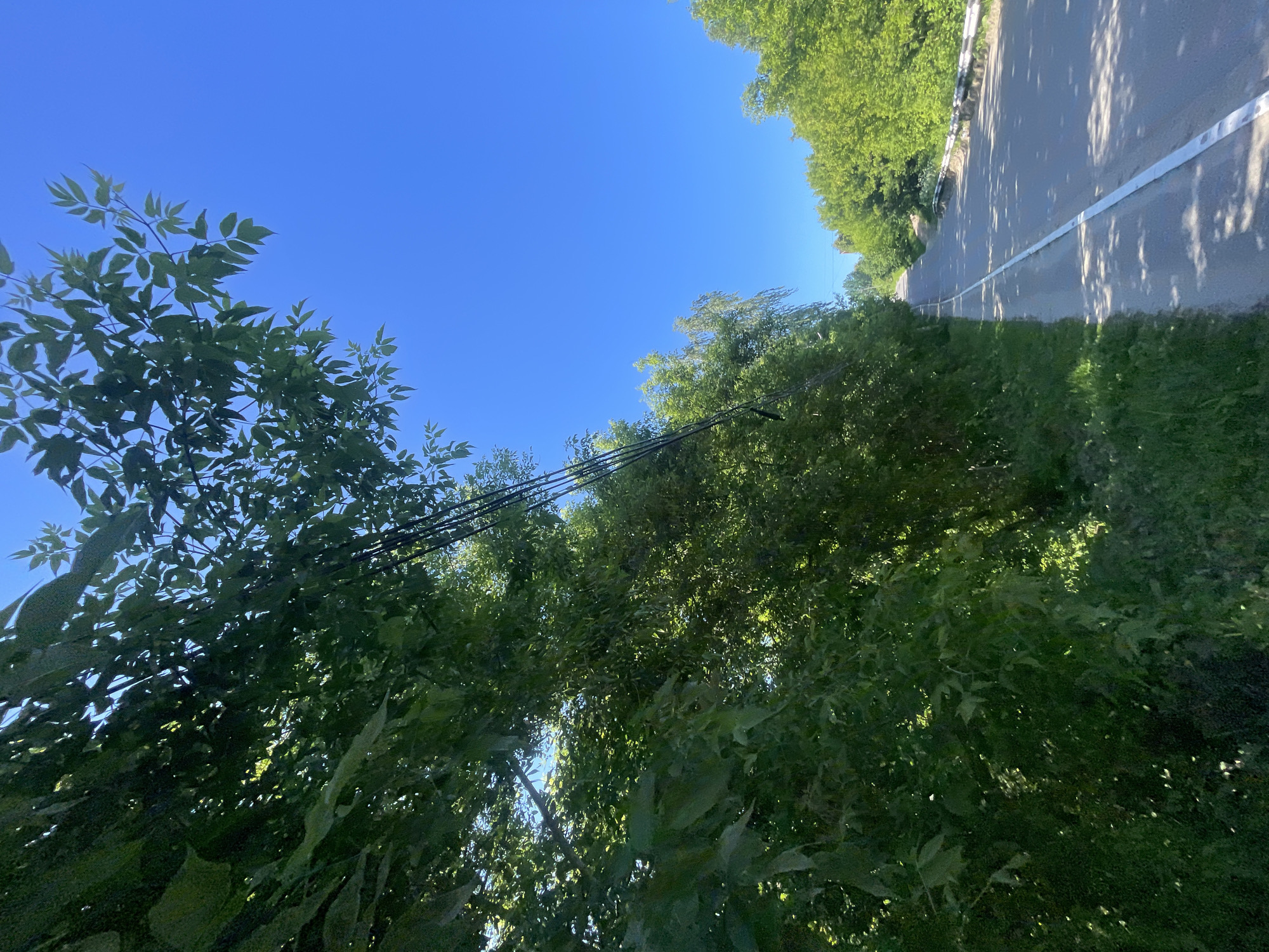 The image depicts a roadside scene in the village of Krasnye Baki, Russia, on a bright, sunny day. Dense green foliage, likely trees and bushes, lines the left side of a paved road. A clear blue sky dominates the upper portion of the frame. The road itself is asphalt with a white line marking its edge and extending down the center. On the right side of the road, more green trees are visible, and a metal guardrail runs along a slight incline. Power lines can be seen suspended above the trees on the left. The sun casts shadows on the road, indicating it is likely midday. There are no people or animals visible in the image.