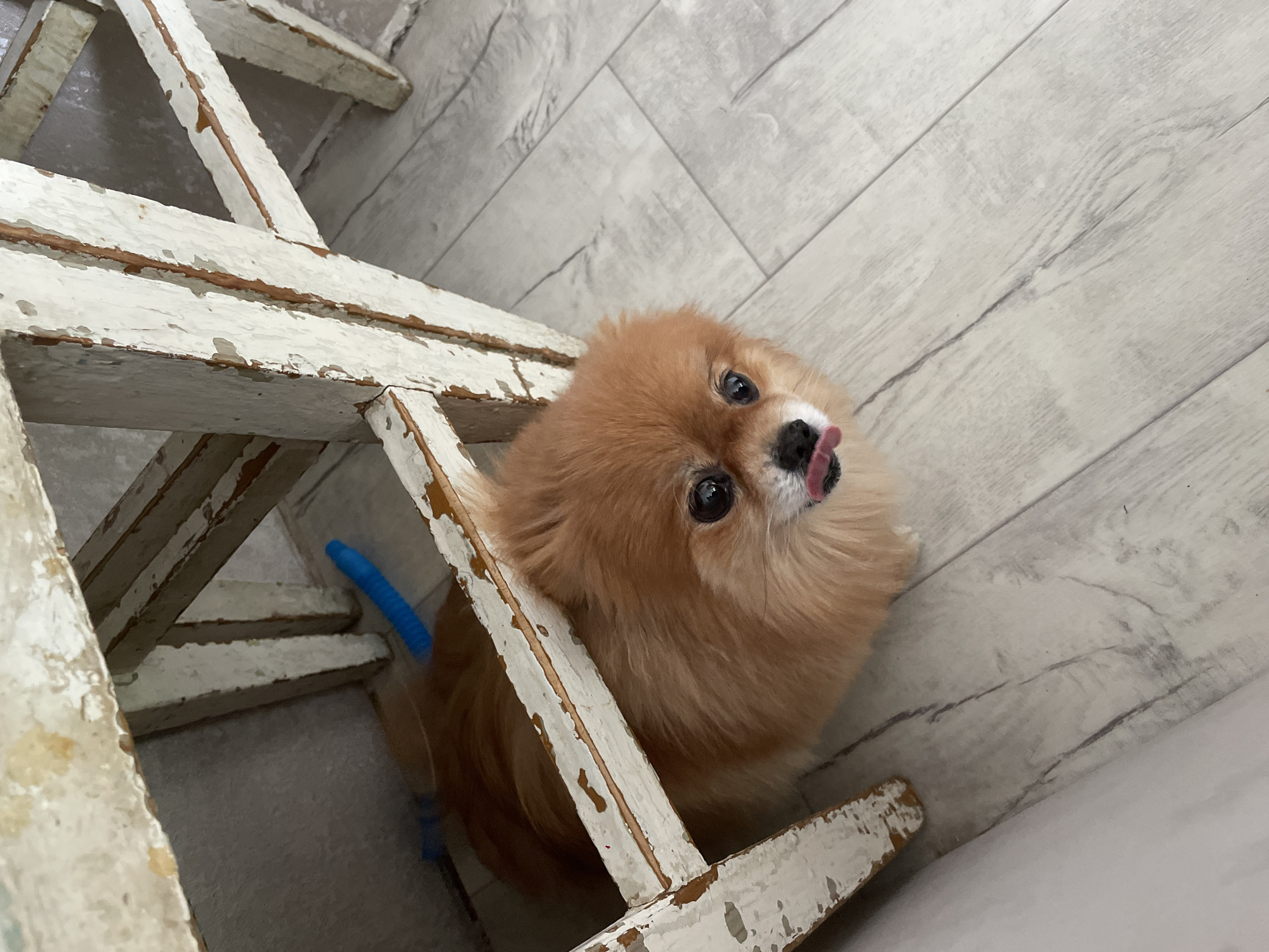 A tan Pomeranian dog is positioned beneath a distressed, off-white wooden step stool. The dog is looking up with its tongue slightly sticking out. The flooring appears to be light gray wood-patterned laminate. The photo was taken in Perm, Russia.