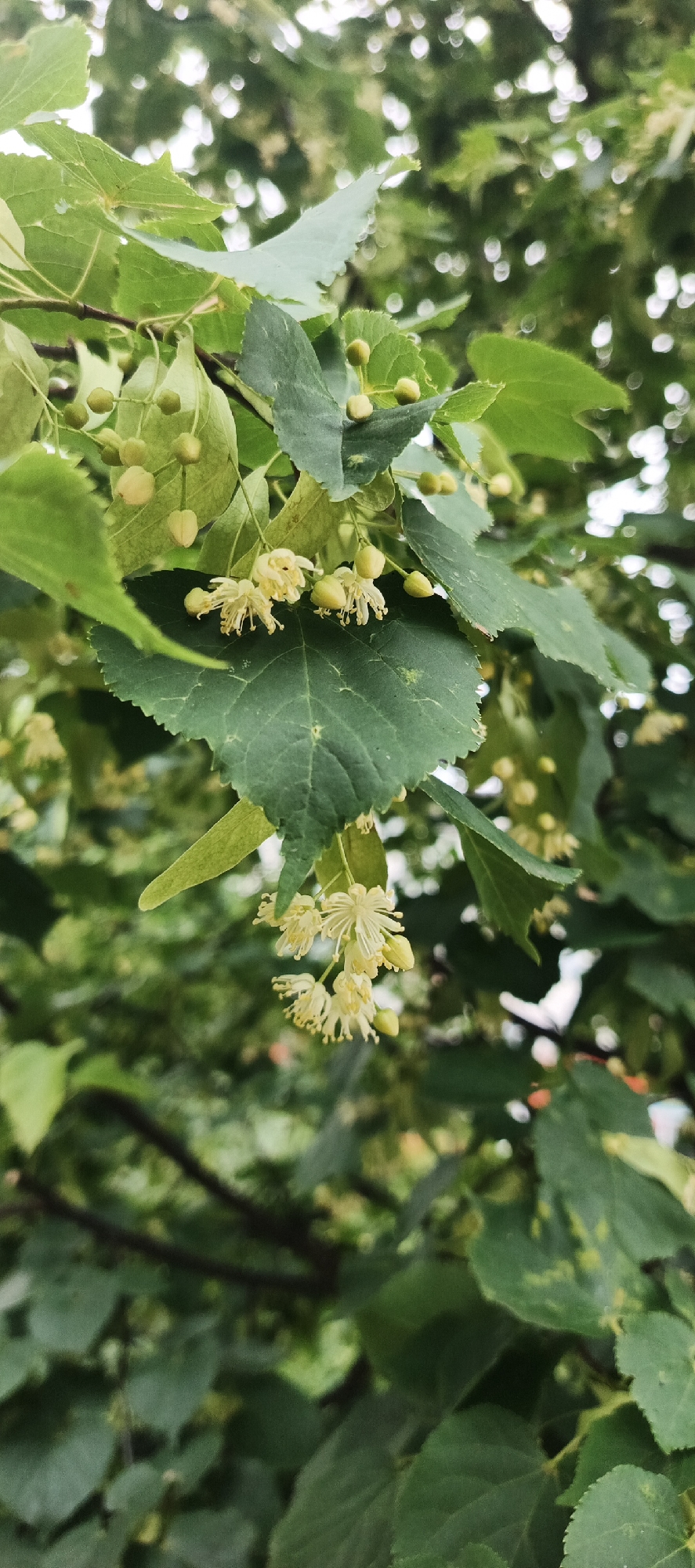 The image is a close-up, vertical, medium shot of linden tree blossoms and leaves in Chaikovsky, Russia. The focus is on a branch with small, pale yellow, star-shaped flowers and round green buds, surrounded by heart-shaped green leaves. The background is softly blurred, showing more green foliage and some bright bokeh lights, suggesting an outdoor environment. The scene is illuminated by natural light, creating a soft and slightly diffused effect. There are no people or animals visible in the image. The overall impression is one of nature in bloom, likely during springtime or early summer.