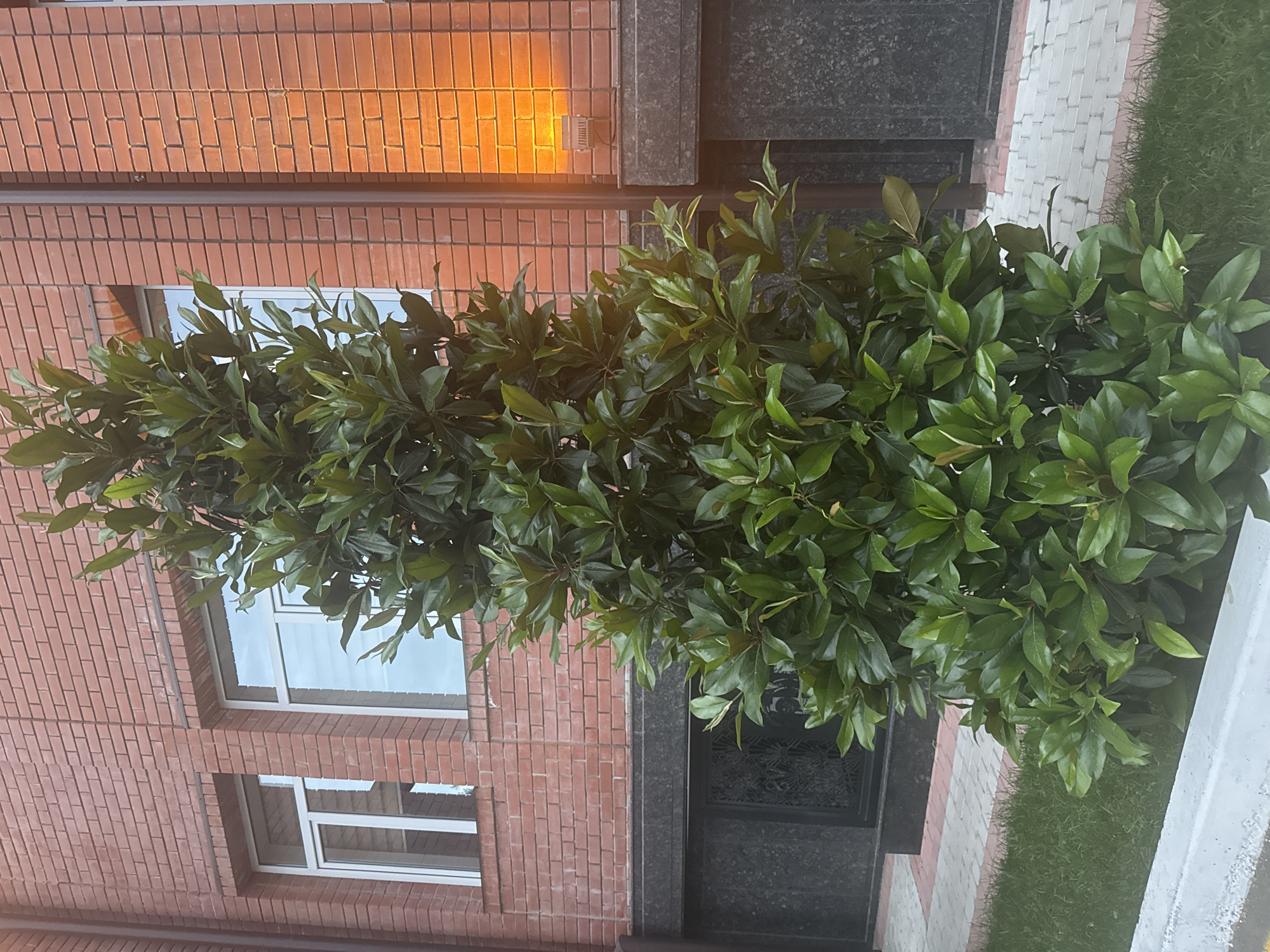 A close-up shot captures a dense cluster of green foliage dominating the frame, possibly a tree or a large shrub. The foliage is positioned against the backdrop of a brick building with visible windows and a dark-colored stone structure. A section of patterned pavement and a strip of grass is also visible on the side. There is a wall-mounted light fixture on the brick building. The location of this scene could be in Tashkent, Uzbekistan.