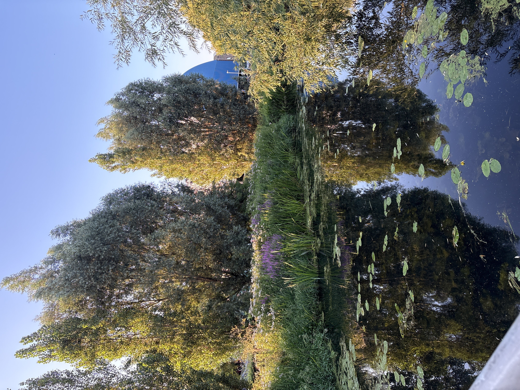 The image depicts a serene canal scene in Chelmsford, United Kingdom, likely within a park or nature reserve. The canal is densely covered with lily pads, interspersed with patches of green algae. Tall trees with lush green foliage dominate the background, their leaves catching the warm, late afternoon sun, casting reflections on the water's surface. The trees are a mix of deciduous species, with some appearing taller and more slender, while others are broader and fuller. In the mid-ground, a vibrant bank of wildflowers, including purple and white blooms, thrives amidst dense green reeds and taller grasses. Behind the foliage, a large, striking blue structure, possibly a modern building or dome, is partially visible, offering a contrast to the natural landscape. The sky above is a clear, pale blue, suggesting fair weather. The overall impression is one of natural beauty and tranquility, with a hint of urban development in the background.
