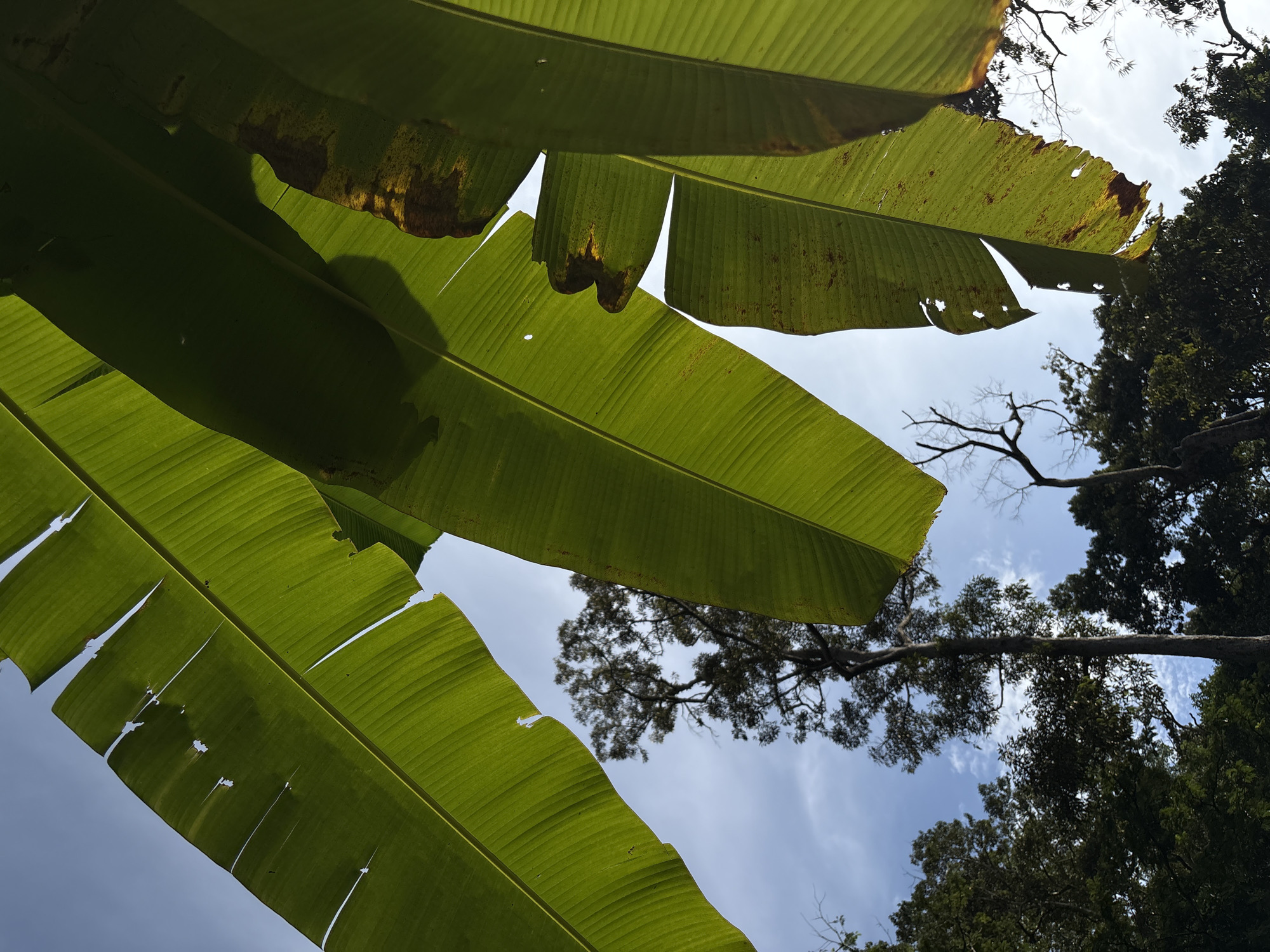 In the foreground, several large, vibrant green banana leaves dominate the frame, angled towards the sky. Some of the leaves show signs of wear, with ragged edges and small holes. The sunlight filters through the leaves, casting shadows and highlighting the veins.
In the background, the bright blue sky is partially obscured by scattered white clouds. Peeking through the foliage are the silhouettes of tall trees, their branches reaching upwards. The tallest tree stands prominently in the center, its dark trunk and intricate branch structure contrasting with the lighter sky. The scene appears to be outdoors, suggesting a natural or garden environment. The overall impression is one of lush tropical vegetation.
This image was captured in the vicinity of Choeng Thale, Thailand.