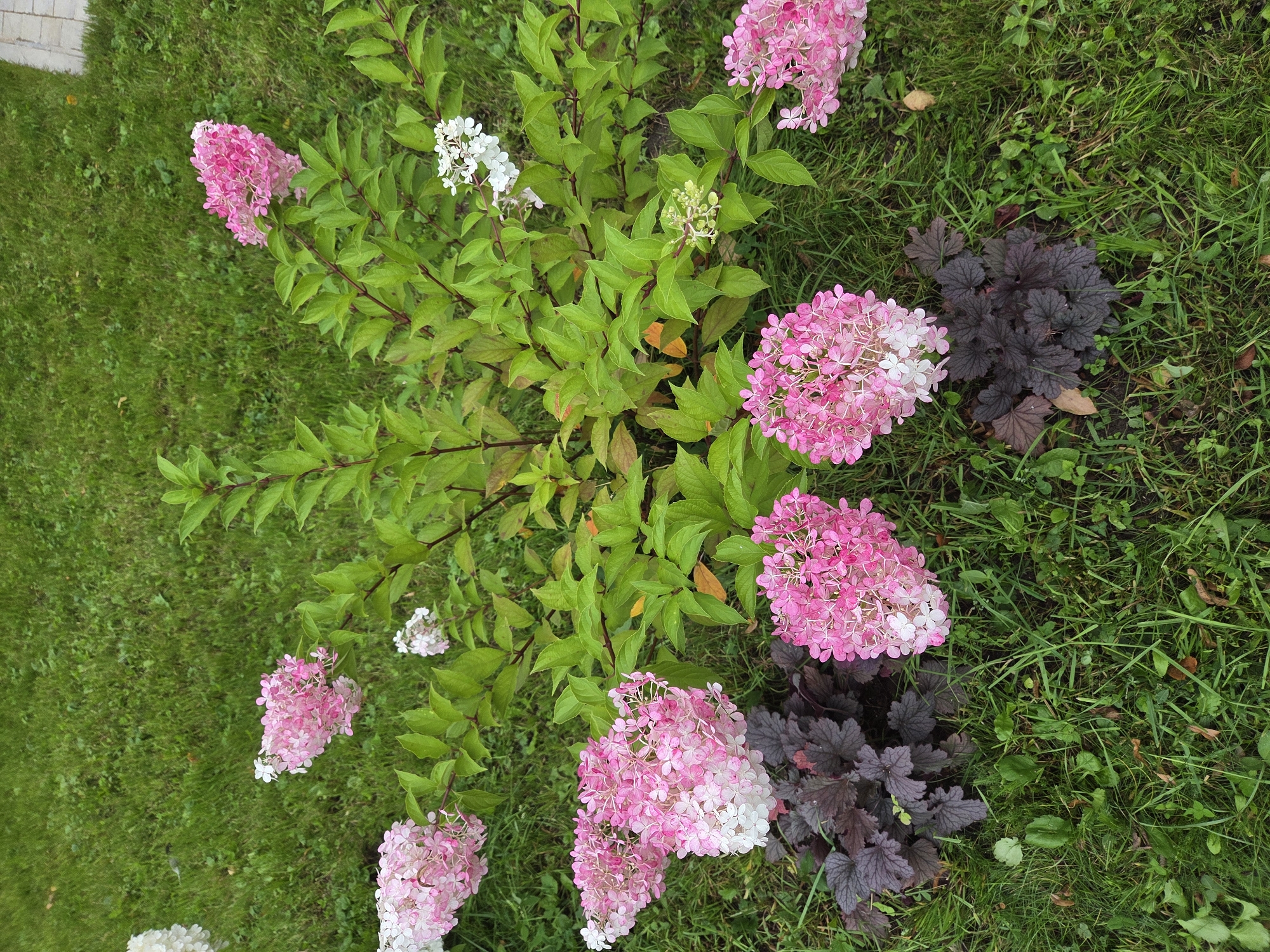 The image depicts a garden scene with a hydrangea plant in bloom, displaying clusters of pink and white flowers. The plant is surrounded by lush green grass, and dark purple foliage plants are visible at the base of the hydrangea. The scene appears to be an outdoor residential garden, possibly in Zvenigorod, Russia, given the context. No people are present in the image.