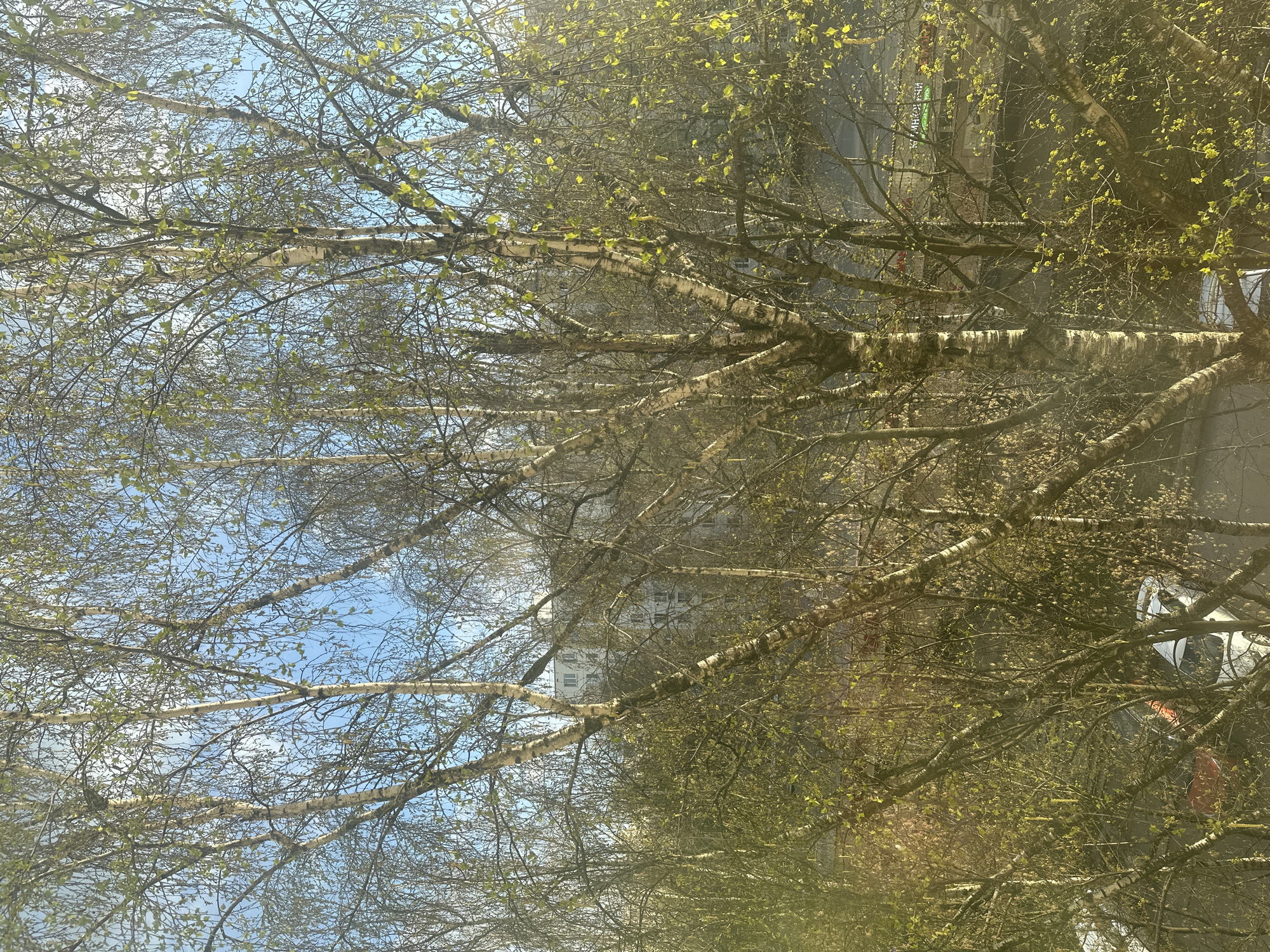 The image shows a view through birch trees with newly emerging leaves, suggestive of early spring. Through the branches, a light-colored building is visible, indicative of urban architecture in the background. Parts of a road and possibly parked vehicles are subtly present within the scene. Given the description that the image is from Moscow, Russia, the urban elements suggest an urban scene with nature integrated. The lighting implies it is daytime, and the overall composition includes both natural and built environment elements.