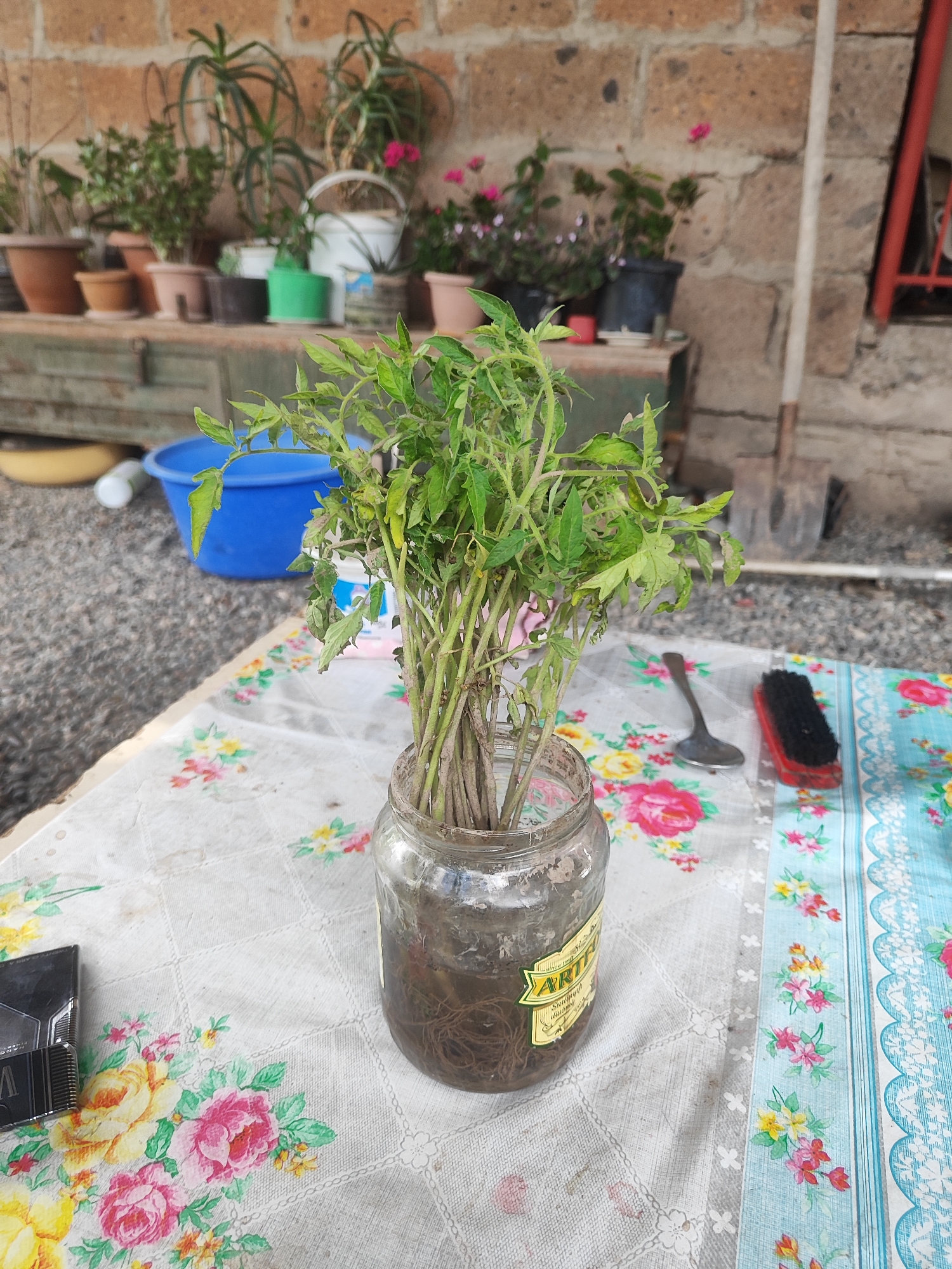 The image presents an outdoor or semi-outdoor scene, likely a garden or backyard area in Nalbandyan, Armenia. The foreground features a table covered with a white and blue floral tablecloth, adorned with pink, yellow, and green flower patterns.
Central to the foreground is a clear glass jar containing numerous green plant cuttings, possibly tomato plants, with visible roots developing in water, indicating plant propagation. A yellow label on the jar is partially visible, showing the prominent text "ARTIK" and smaller, less discernible text including what appears to be "SOUVAGE" and a date like "19XX". To the left of the jar, a dark, rectangular pack of cigarettes is placed on the tablecloth. To the right, a metal spoon and a red-handled brush with black bristles are visible.
In the midground, behind the table, a blue plastic bucket and a yellow bowl are visible on the ground. A weathered, wooden chest or cabinet stretches across the background.
The background features a rustic stone wall, constructed from rough, light brown blocks. Against this wall, numerous potted plants of various sizes and types, including succulents and flowering plants with pink blossoms, are arranged on shelves or surfaces. To the far right, a shovel leans against the wall, next to a red metal frame, possibly part of a window or door. The scene is brightly lit, suggesting daytime conditions. No people are visible.