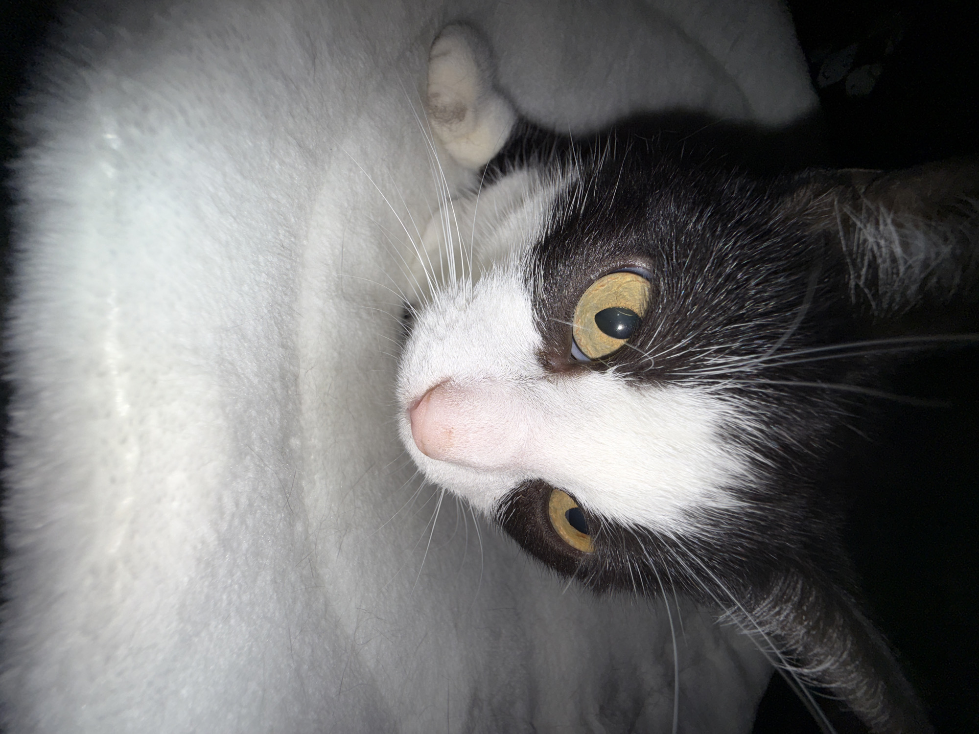 A close-up, low-angle shot shows a black and white cat lying on a soft, white, fuzzy surface. The cat's head is in focus, with its yellow eyes looking to the right. Its nose is pink, and white whiskers extend from its face. The cat's left paw is visible in the lower left of the frame. The background is dark. This image was taken in Reppolovo, Russia.