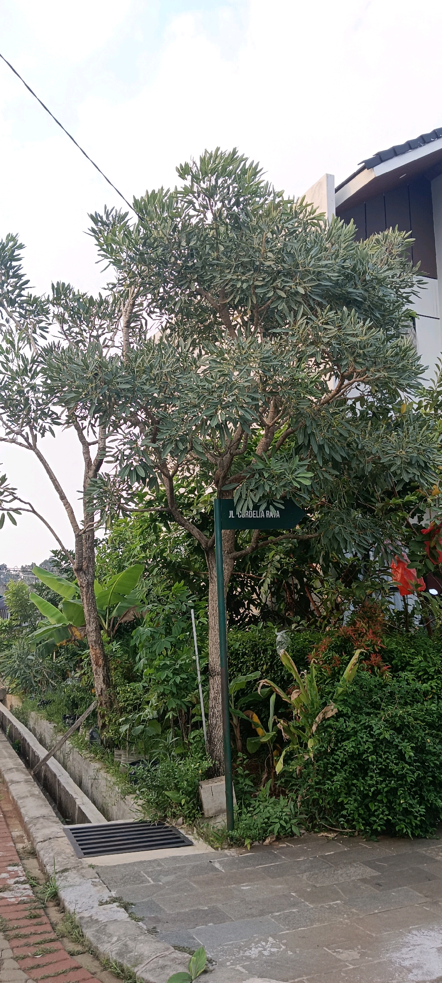 A street sign reading "JL. CORDELIA RAYA" is mounted on a green pole in front of a large tree with dense green foliage. The sign points to the right. Behind the tree, a modern building with a dark roof and light-colored walls is visible. The scene appears to be located in Kemang, Indonesia, an area known for its mix of residential areas, shops, and restaurants. The street has a paved walkway with brick bordering and a concrete drainage channel running alongside it. Lush green vegetation, including banana leaves and smaller shrubs, surrounds the tree and the sign. The sky is visible in the upper portion of the image and appears overcast.