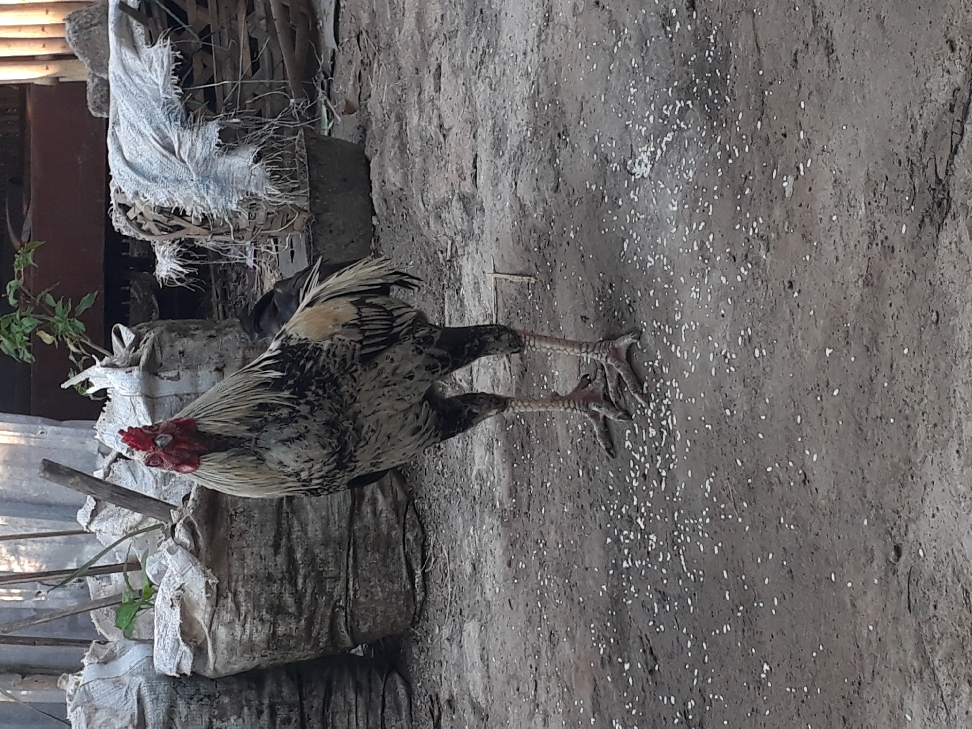 A rooster stands on a dirt ground, which is scattered with white grains. The rooster is predominantly white and black with red comb and wattle. In the background, there are several large sacks, likely used for storage, and some debris. A small plant is visible on top of one of the sacks. The setting appears to be an outdoor, possibly rural or semi-urban area in Janapria, Indonesia.