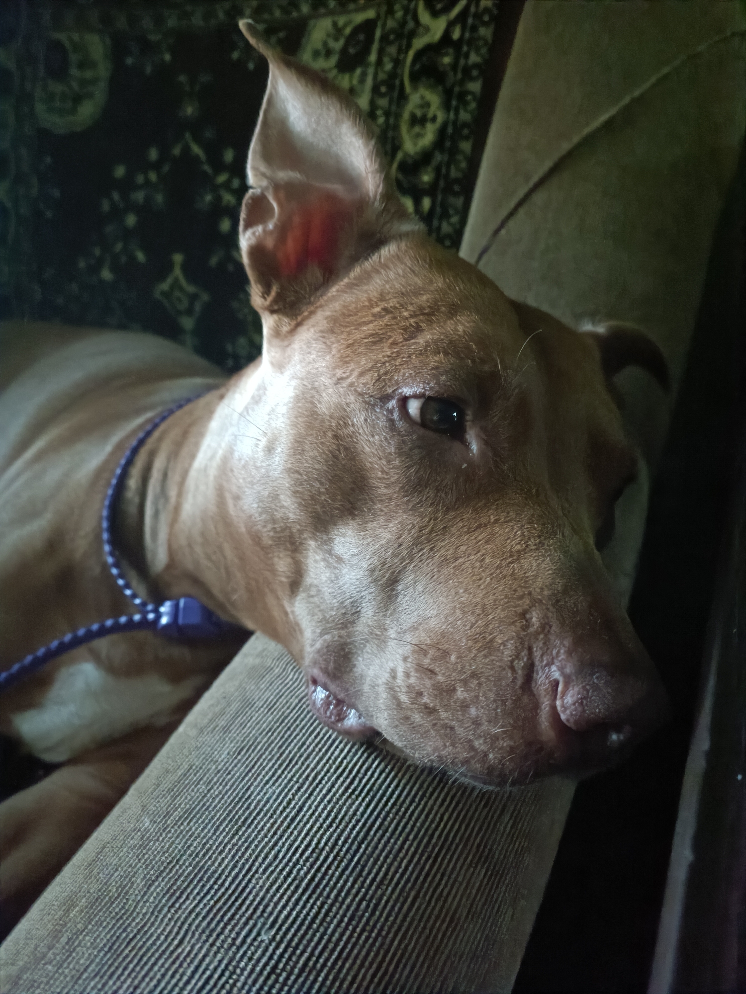 A close-up, eye-level shot shows a tan-colored dog with large, pointed ears lying on a textured, tan-colored couch. The dog is wearing a purple leash or collar. Its head is turned to the right, with its eyes partially closed and its mouth slightly open, revealing some teeth. The dog's muzzle is pointed and appears slightly rough. In the background, a dark fabric with a subtle pattern is visible. The lighting is dim, creating shadows and highlighting the textures of the dog's fur and the couch. There is no information to indicate this scene is in Zaporizhzhia, Ukraine.