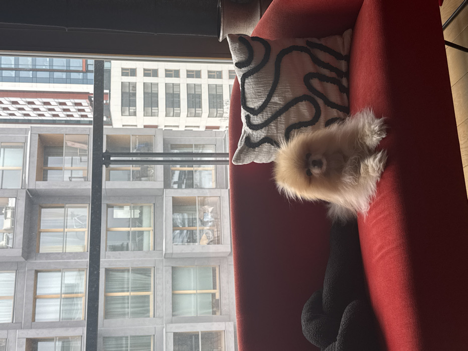 An indoor scene depicts a Pomeranian dog seated on a red sofa, looking towards the camera, against a backdrop of a city skyline in Warsaw, Poland.
**Foreground (Interior):**
A light tan Pomeranian dog with fluffy fur is positioned centrally on a vibrant red, upholstered sofa. Its paws are extended forward, and it maintains a direct gaze. To the dog's left, a dark, abstractly shaped, textured pillow rests on the sofa. To its right, an off-white square pillow with a pattern of bold, black, wavy lines leans against the sofa's backrest. The sofa features a low back and armrests, indicative of a modern design. A dark window frame, comprising a horizontal bar and a vertical support beam, bisects the upper portion of the image. A section of light-colored wooden flooring is visible beneath the sofa on the right. In the far right background, a dark, cylindrical object, possibly a decorative pot or vase, is partially visible.
**Background (Exterior - Cityscape):**
Beyond the window, a dense urban environment is visible under natural light, suggesting an overcast day. Directly opposite, a multi-story residential building dominates the view, characterized by a grid-like grey facade where each square contains a large window with light wood frames and a small glass balcony. Several balconies are furnished with outdoor chairs, tables, or a white bicycle. Further into the distance, to the right, additional high-rise buildings are present. One is a lighter-colored, multi-story structure with numerous windows, while a taller building behind it features a combination of red, white, and glass paneling. The architecture is consistent with modern developments found in the city of Warsaw, Poland.