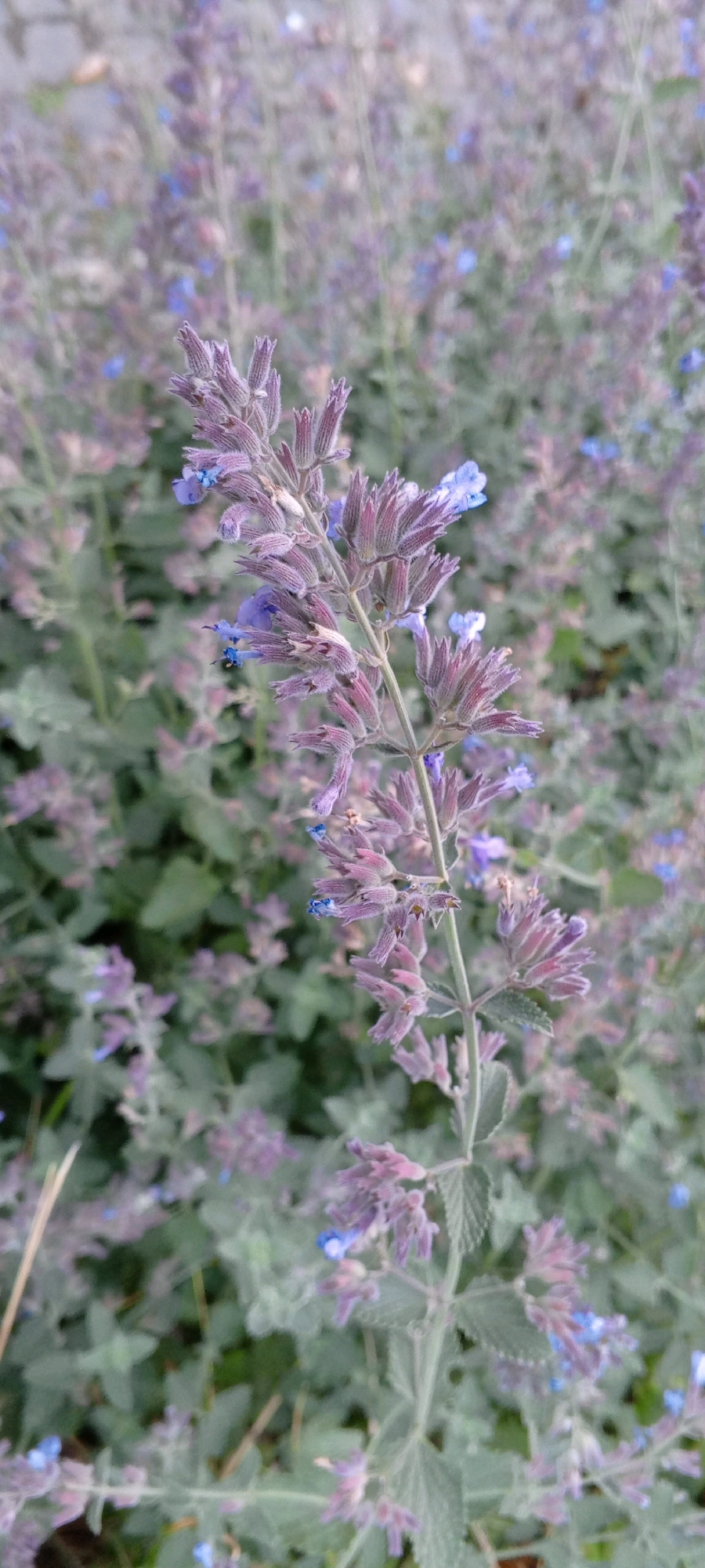 A close-up, vertical, eye-level shot focuses on a flowering plant with spiky, purple-pink buds and small blue flowers against a blurred background of more of the same plant. The plant has fuzzy stems and leaves. The scene appears to be outdoors in a garden setting, with the soft focus of the background suggesting a natural or cultivated environment. The image does not contain any identifiable landmarks or elements that would place it specifically in Moscow, Russia. There are no people, animals, or discernible human activities present.