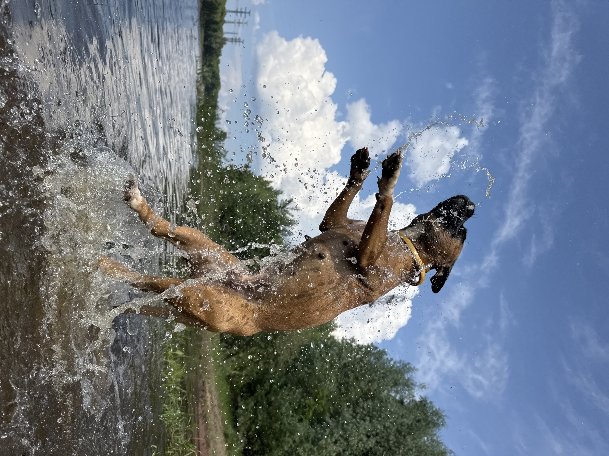 An athletic, tan-colored boxer dog is captured mid-air, jumping joyfully from the water of a river, likely the Kama River, near the city of Chaikovsky, Russia. Water splashes around the dog, with droplets frozen in time by the camera's shutter speed. The dog's mouth is open, and its eyes are looking upwards, suggesting it is playing or catching something in the air. The dog is wearing a simple yellow collar. The background features a lush green treeline and a bright blue sky with scattered white clouds. The water is calm, reflecting the sky and trees. The lighting indicates it is a sunny day.