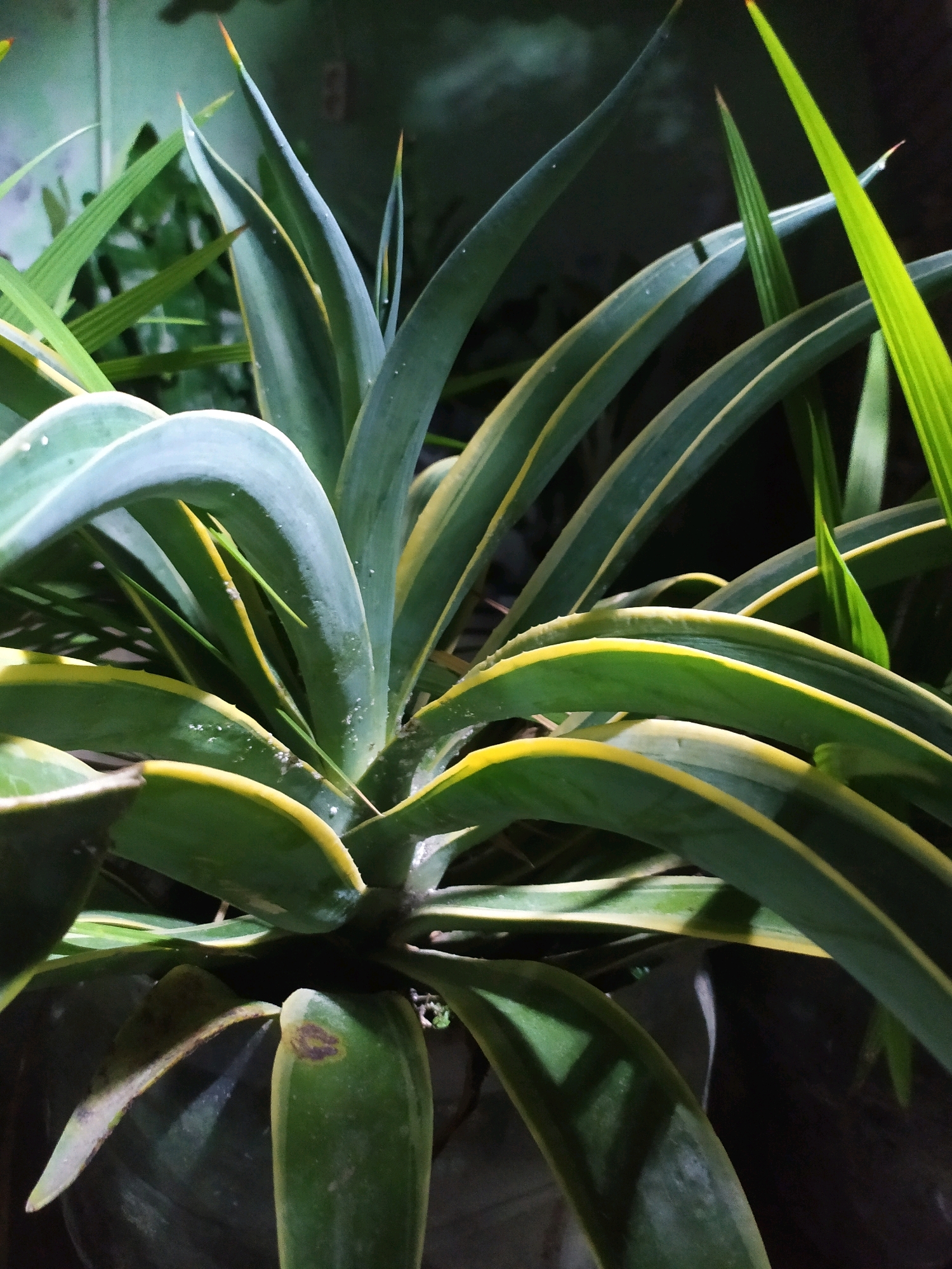 A close-up, low-light photograph captures a variegated agave plant with stiff, pointed leaves. The leaves are primarily deep green with striking yellow margins, and some display a silvery-blue hue towards the center. Dew drops or water droplets are visible on some of the leaves. The plant is in focus, with the background blurring into darkness, suggesting it is outdoors at night or in a dimly lit environment. The composition emphasizes the texture and color contrasts of the plant's foliage.