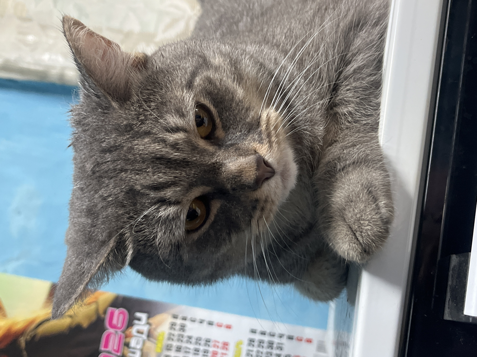 A close-up, eye-level shot captures a gray tabby cat with amber eyes resting its front paws on a white surface. The cat's fur exhibits a striped pattern, and its gaze is directed downwards. Behind the cat, to the left, a calendar is visible with numbers and text, including what appears to be "26" and "ЩЕДР". The background is a pale blue wall with some white drapery on the right. The lighting suggests an indoor environment. There are no people present. The scene appears to be in an apartment in Nizhny Tagil, Russia.