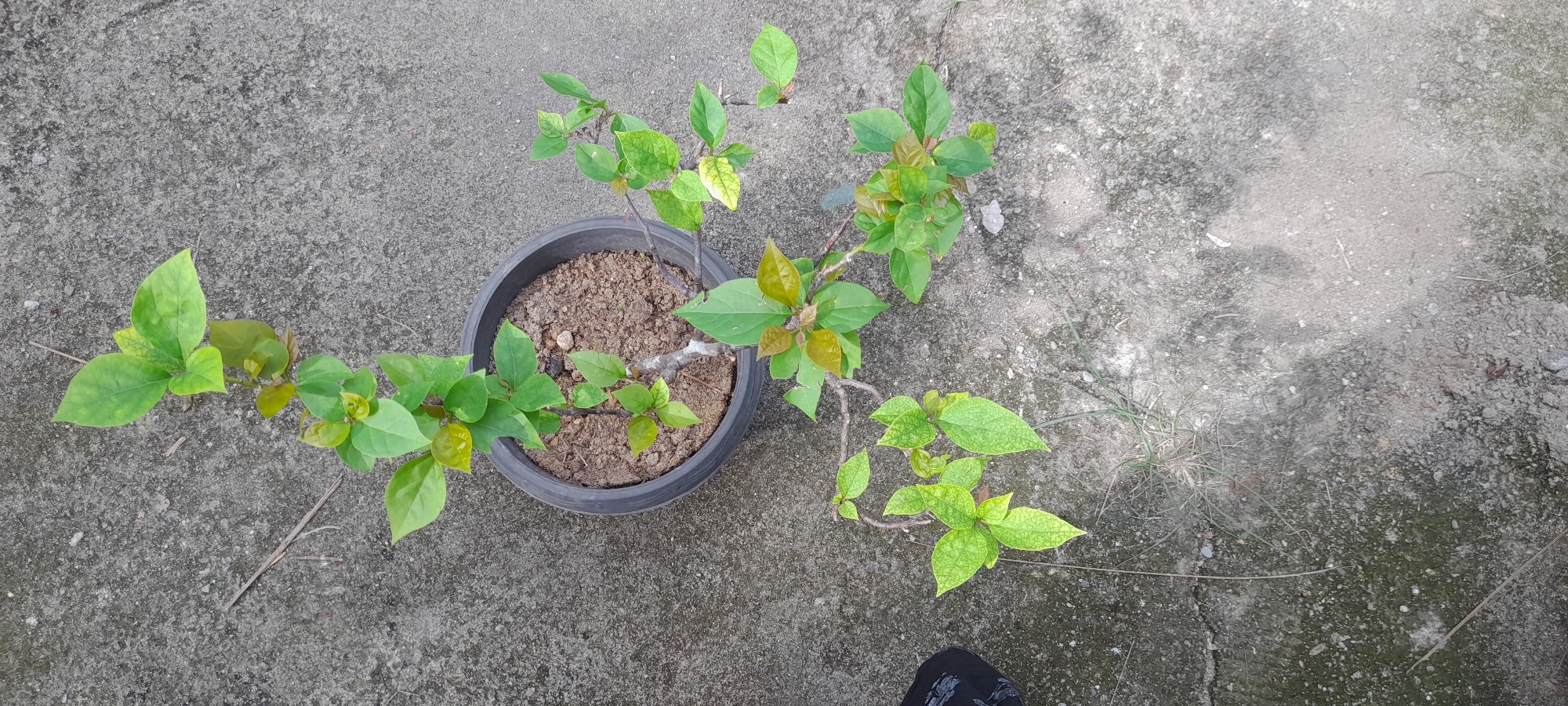 A bougainvillea plant is centered in a gray plastic pot. The pot is resting on a cracked, gray concrete surface in Buketteukuh, Indonesia. The plant's branches extend out from the pot onto the concrete. The leaves are mostly green, with some leaves showing yellowing. A partial view of a shoe appears in the lower right corner. Dried grass and twigs are scattered on the concrete surface.