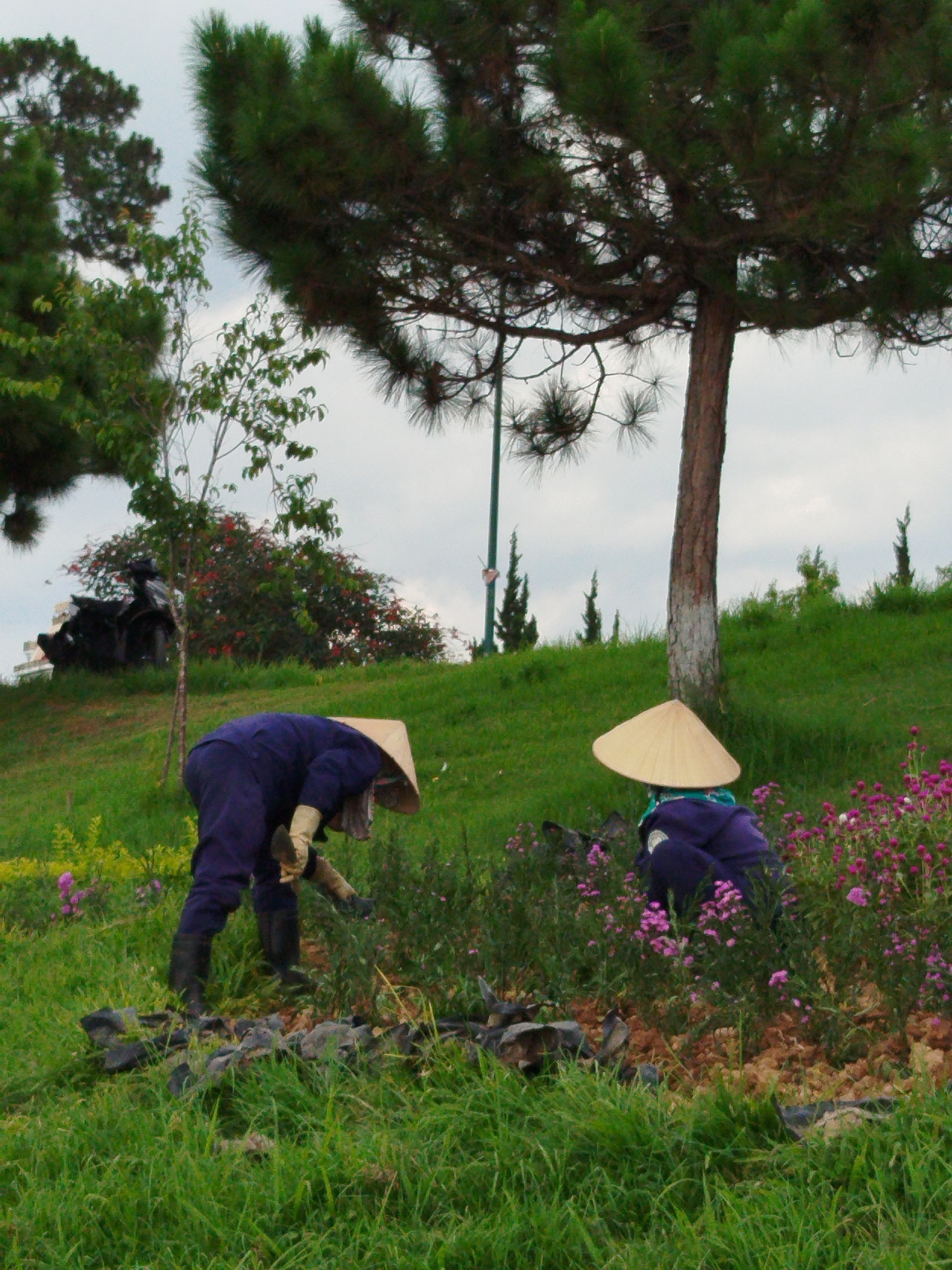 Two individuals wearing conical Asian hats and dark blue work clothes are tending to a grassy hillside in what appears to be a park setting. The person on the left is bent over, wearing gloves and possibly working in the dirt. The person on the right is kneeling amidst pink flowers. A tall tree with sparse foliage is behind the person on the right. In the background, another hill rises, with trees, shrubs, and what looks like a black motorcycle parked on the crest. The sky is overcast. Based on the architectural style of the visible structure in the distance, and the typical dress of the workers, the location is likely Da Lat, Vietnam.