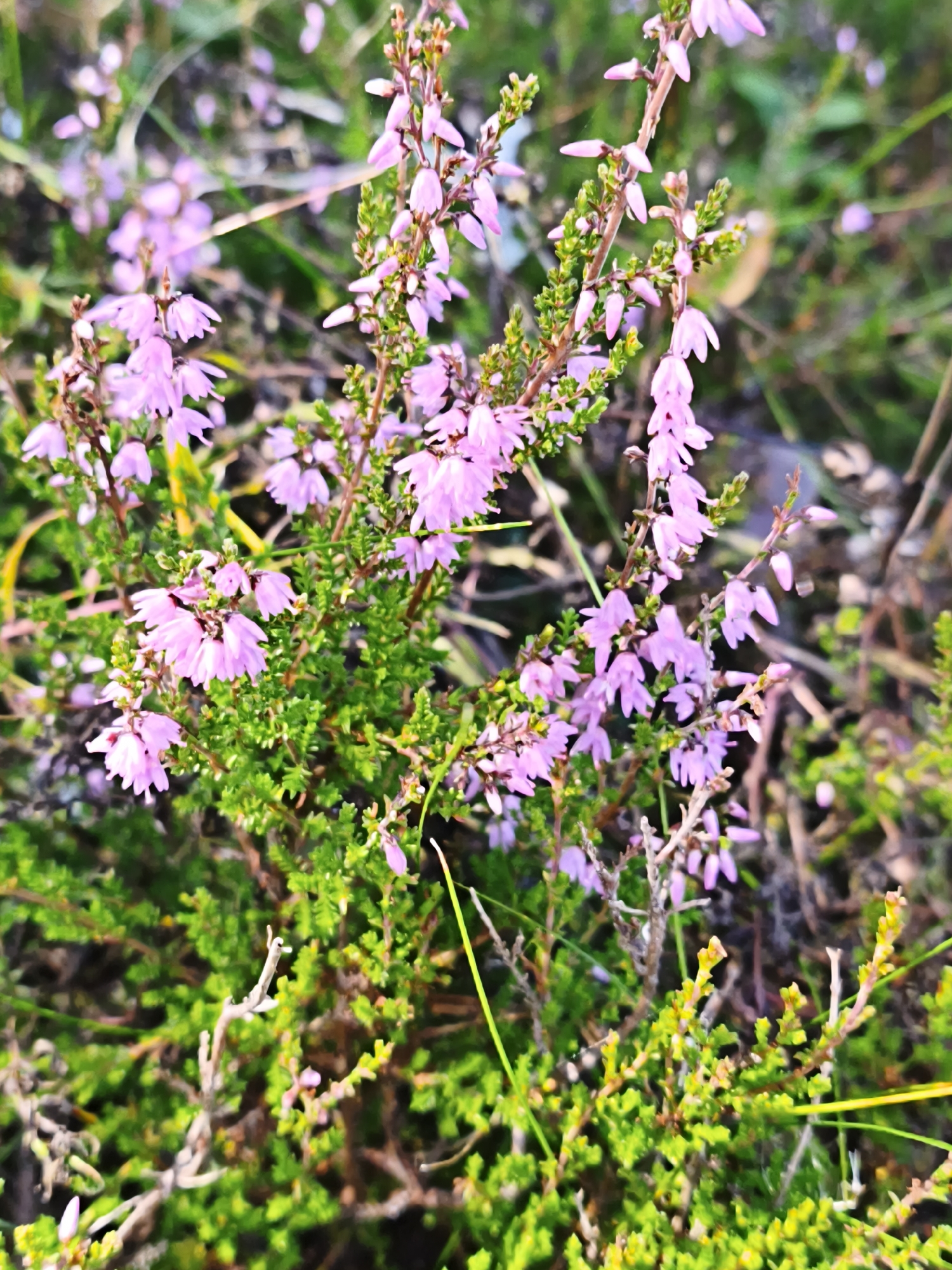 The image depicts a close-up view of a blooming heather plant with small, pink, bell-shaped flowers and green foliage. The plant is situated in an outdoor natural environment, likely a heathland or moor, characterized by a soft, out-of-focus background of green and brown vegetation. The lighting suggests it might be daytime. There are no people or animals visible in the image. The specific location in Pedase, Estonia is not discernible from the visual information alone.