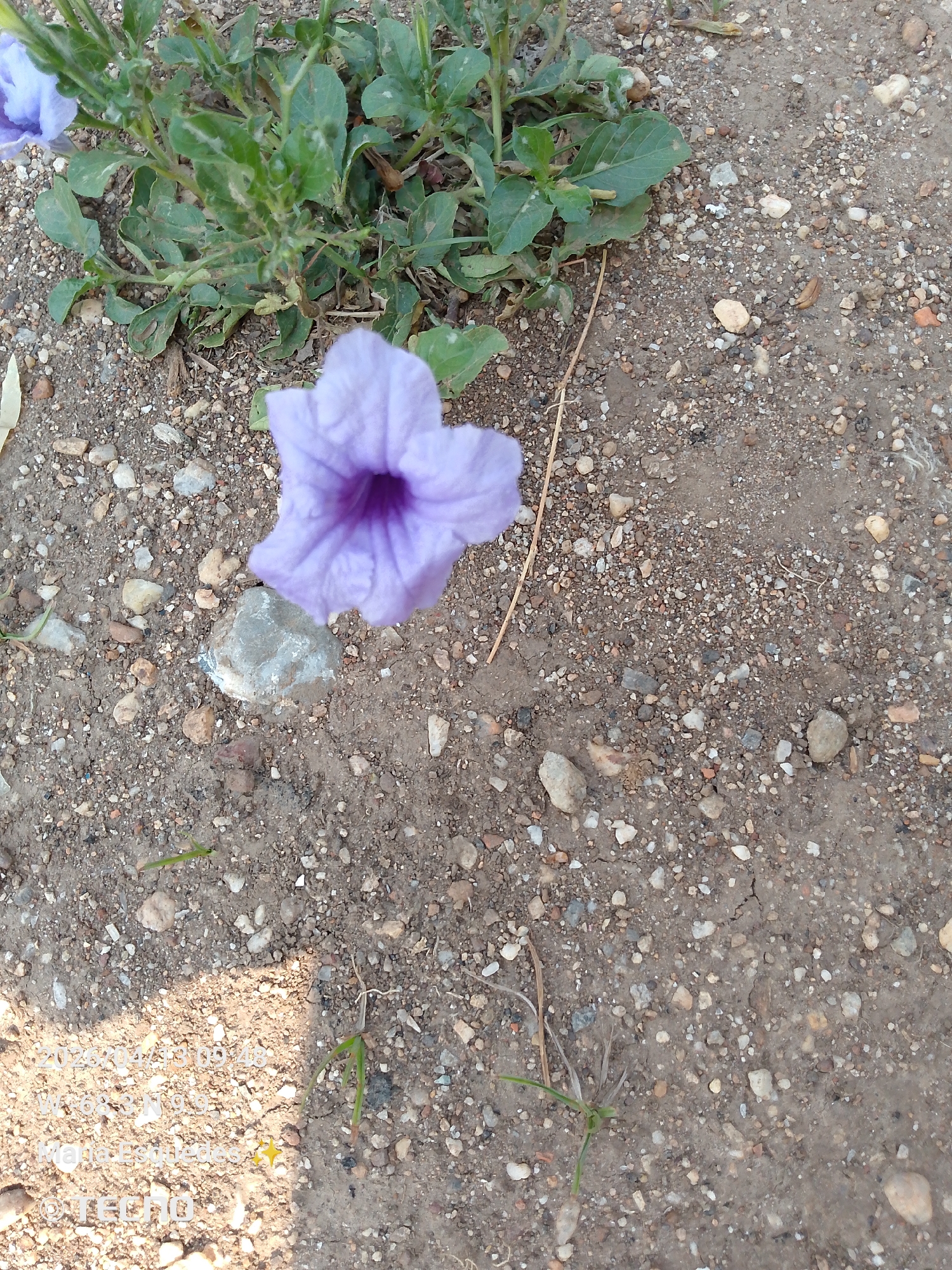 The image shows a purple Ruellia simplex flower on the ground in Tinaquillo, Venezuela. The flower is next to a small gray rock and some green plants. The ground is composed of dirt and small pebbles. The Tecno watermark is visible in the bottom left corner.