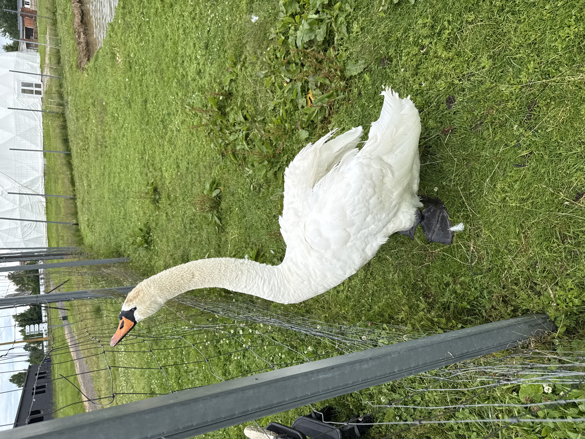 The image shows a white swan standing in a grassy area next to a wire fence. The swan is facing towards the left of the frame, with its head and neck extended over the fence. Its beak is orange with a black tip and has a distinctive knob. The swan's white feathers are clearly visible, and one of its black feet is visible at the bottom right of the image.
The background consists of a grassy field with some scattered weeds and small white flowers. In the distance, beyond the fence, a white structure with windows and a dark building with windows are visible. There are also some trees and a path. A section of a larger, white, tent-like structure is visible in the far left background, along with some metal poles.
The lighting suggests it is daytime, and the weather appears to be overcast or partly cloudy, as there are no strong shadows. The scene appears to be outdoors, possibly in a rural or park-like setting, given the presence of the swan and the natural vegetation. The wire fence suggests a boundary or enclosure. No people are visible in the frame. No text is legible in the image.