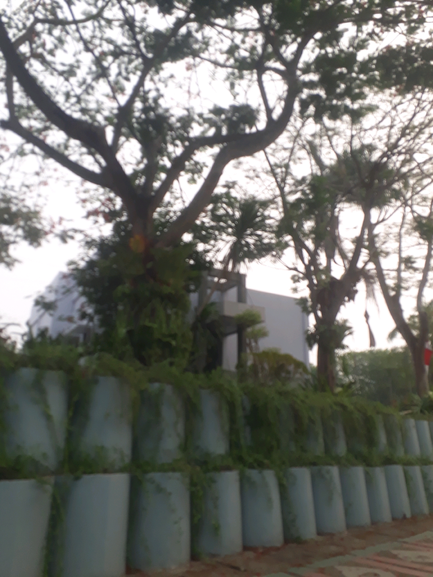 The image depicts an outdoor scene with a blurred perspective. In the foreground, a row of cylindrical planters filled with greenery forms a border. Behind the planters, a building with modern architecture is partially visible, with its white facade contrasting with the surrounding vegetation. Several trees with intricate branch structures and foliage dominate the upper portion of the image. The sky is overcast and appears pale, suggesting diffused natural light. The overall impression is of a well-maintained urban landscape with a blend of natural elements and contemporary structures. The location is identified as Pangkalpinang, Indonesia.