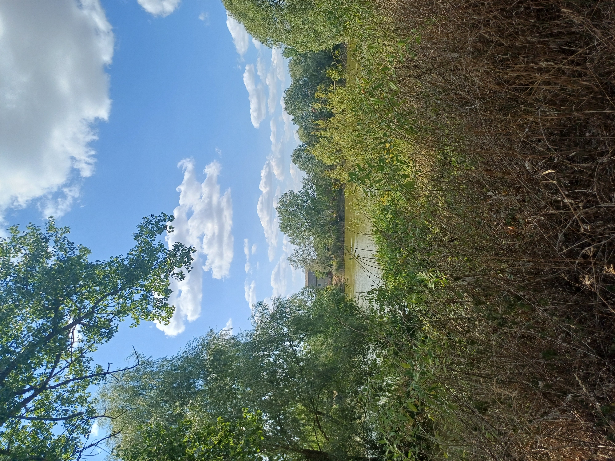 This is a photograph of a serene natural landscape, likely in the vicinity of Sulymivka, Ukraine. The scene is dominated by a body of calm water, its surface reflecting the light green of the surrounding foliage. The water is bordered by a dense collection of trees and shrubs, with a variety of green hues suggesting a temperate climate. In the foreground, dry, brown grasses and thin branches create a textured foreground, adding depth to the image.
The sky above is a vibrant blue, punctuated by scattered, fluffy white clouds. A large tree branch with green leaves extends from the upper left corner of the frame, partially obscuring the sky. In the background, across the water, a building with a light-colored roof and walls is visible, nestled among the trees. The overall impression is one of natural beauty and tranquility, perhaps a park or a less developed natural area within or near Sulymivka. There are no people or animals visible in the photograph. The lighting suggests it is daytime, possibly late morning or early afternoon, with the sun casting a soft illumination on the scene.