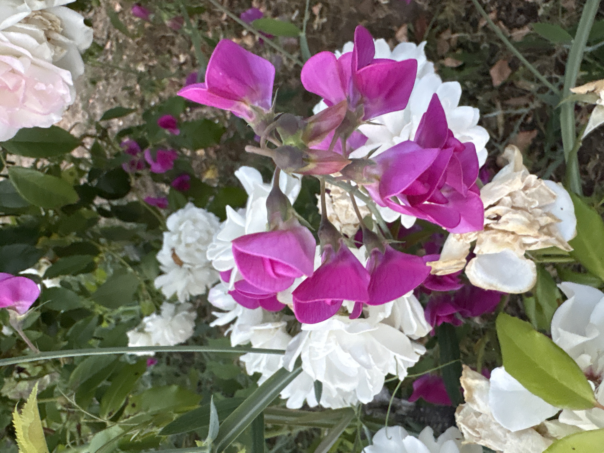 The image displays a close-up view of a cluster of vibrant pink sweet peas with a backdrop of white roses and green foliage. The sweet peas, with their distinctive wing-like petals, are the focal point, showcasing a rich magenta hue. Interspersed among them are several delicate white roses, some fully bloomed and others appearing to be in earlier stages of development. Some of the white rose petals show signs of drying or browning, suggesting a natural progression of their life cycle. The surrounding leaves are a lush green, providing a contrast to the colorful blooms. The overall setting appears to be a garden, likely in Chelmsford, United Kingdom, given the context. The lighting suggests it might be daytime, possibly late afternoon, with soft light illuminating the flowers. There is no visible text in the image. The image is composed from a top-down perspective, emphasizing the texture and arrangement of the flowers.