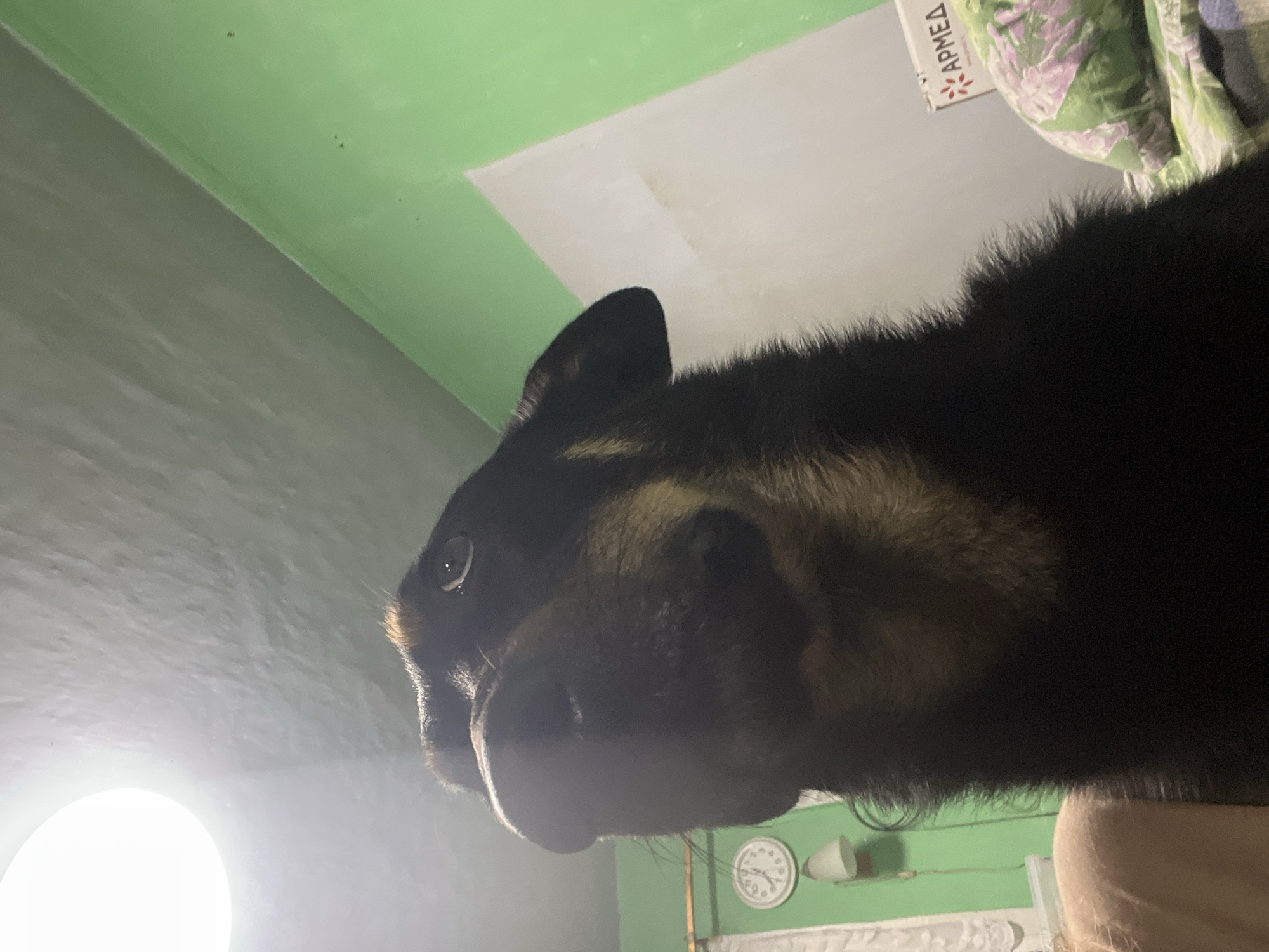 The image captures a close-up, low-angle view of a dog's head and part of its back. The dog has dark fur with tan markings around its face and eyes. Its eyes are open and directed towards the viewer, giving a curious or attentive expression. The dog's snout and nose are prominent in the foreground, with a wet sheen visible on its nose. One of its ears is clearly visible, pointed upwards.
The background is slightly out of focus and appears to be an indoor setting. The walls are painted in two distinct colors: a bright, light green and a lighter, grayish-green. A portion of a white ceiling is also visible at the top of the frame, with some dark specks that could be dust or imperfections. To the right, there's a glimpse of a floral-patterned fabric, possibly a blanket or clothing, with shades of green and purple. A white label with red Cyrillic text that reads "АРМЕД" is attached to this fabric. In the lower part of the background, a circular clock with Roman numerals and a white light fixture are visible against the green wall. The overall lighting suggests it might be daytime, possibly indoors with artificial light from a bright, circular source visible on the left, casting a strong glare. The scene appears to be in a domestic environment, potentially a room in a home in Nizhny Tagil, Russia. There is no overt activity taking place, other than the dog's presence and gaze.