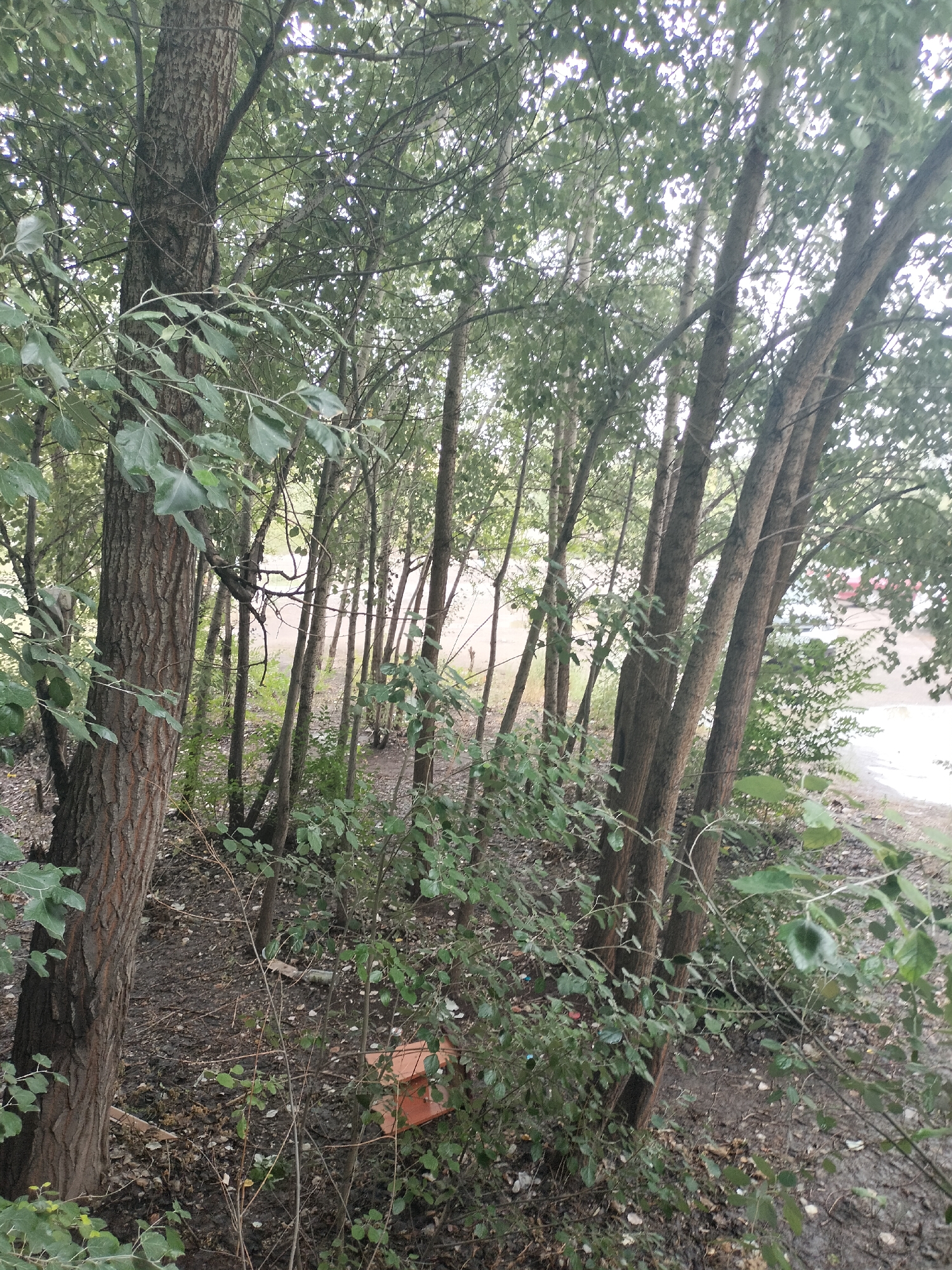 The image depicts a dense, overgrown area with numerous young trees and some larger ones with rough bark. The ground is covered in dirt, fallen leaves, and debris. In the lower right quadrant of the image, a partially visible orange object, possibly a piece of construction material or discarded item, rests on the ground amongst the undergrowth. The foliage is lush and green, suggesting a time of year with ample vegetation. The lighting indicates an overcast day or dappled sunlight filtering through the leaves. The background shows a blurred area with what appears to be a dirt road or path and some distant structures, hinting at an urban or semi-urban fringe environment. This scene could be a park, a neglected lot, or a natural area bordering a developed zone within Ekibastuz, Kazakhstan. There are no people or discernible animals in the image.