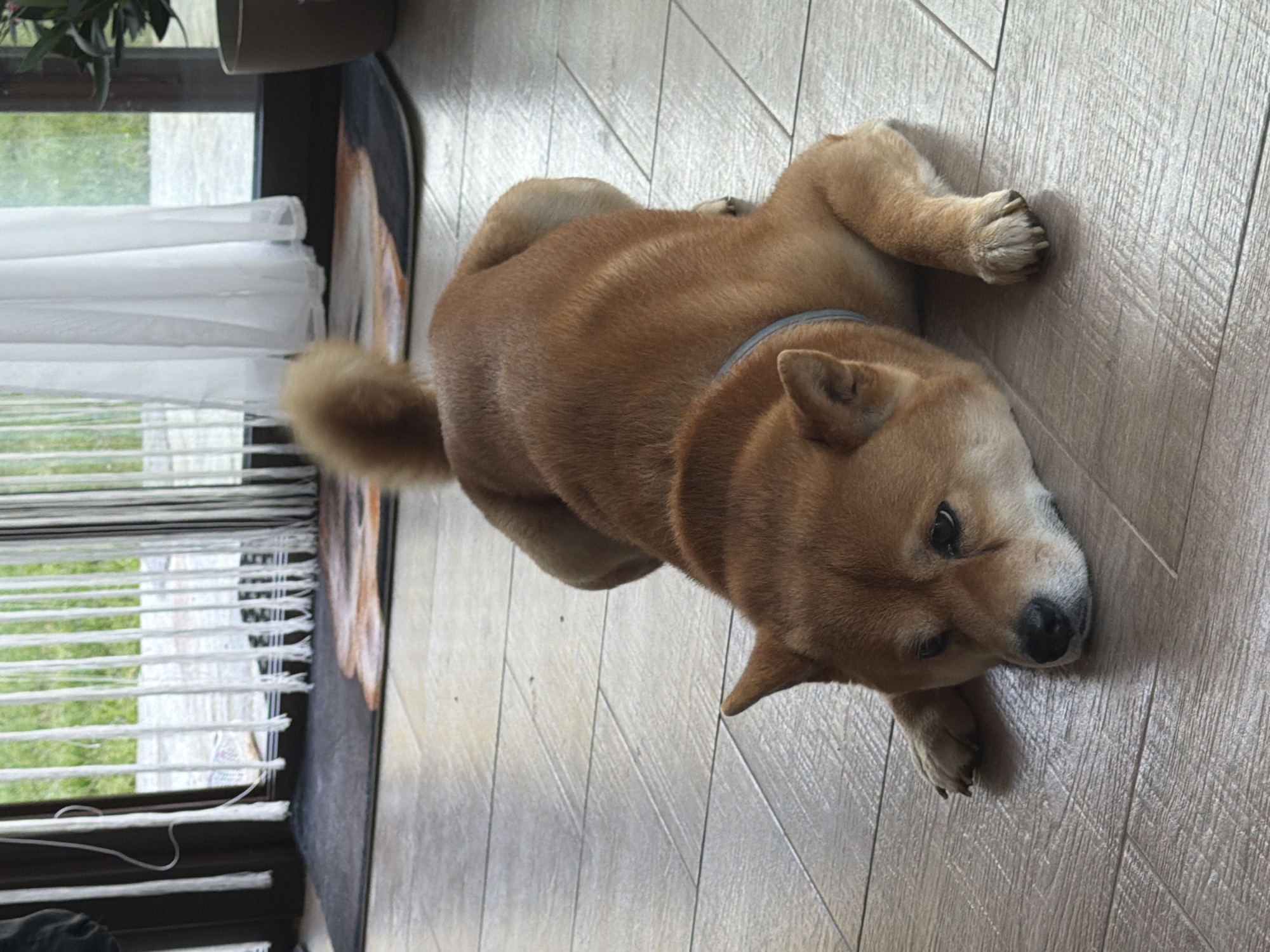 A reddish-brown Shiba Inu dog lies on a light-colored tiled floor, resting its head on its paws. The dog is wearing a light blue collar. Behind the dog, a sliding glass door is partially covered by white vertical blinds or curtains. Through the glass, greenery and what appears to be a patio or outdoor area are visible. A dark mat with a lighter-colored image of a dog's face is placed in front of the door. The scene is indoors, likely in a home. This image was taken in Priseltsi, Bulgaria.