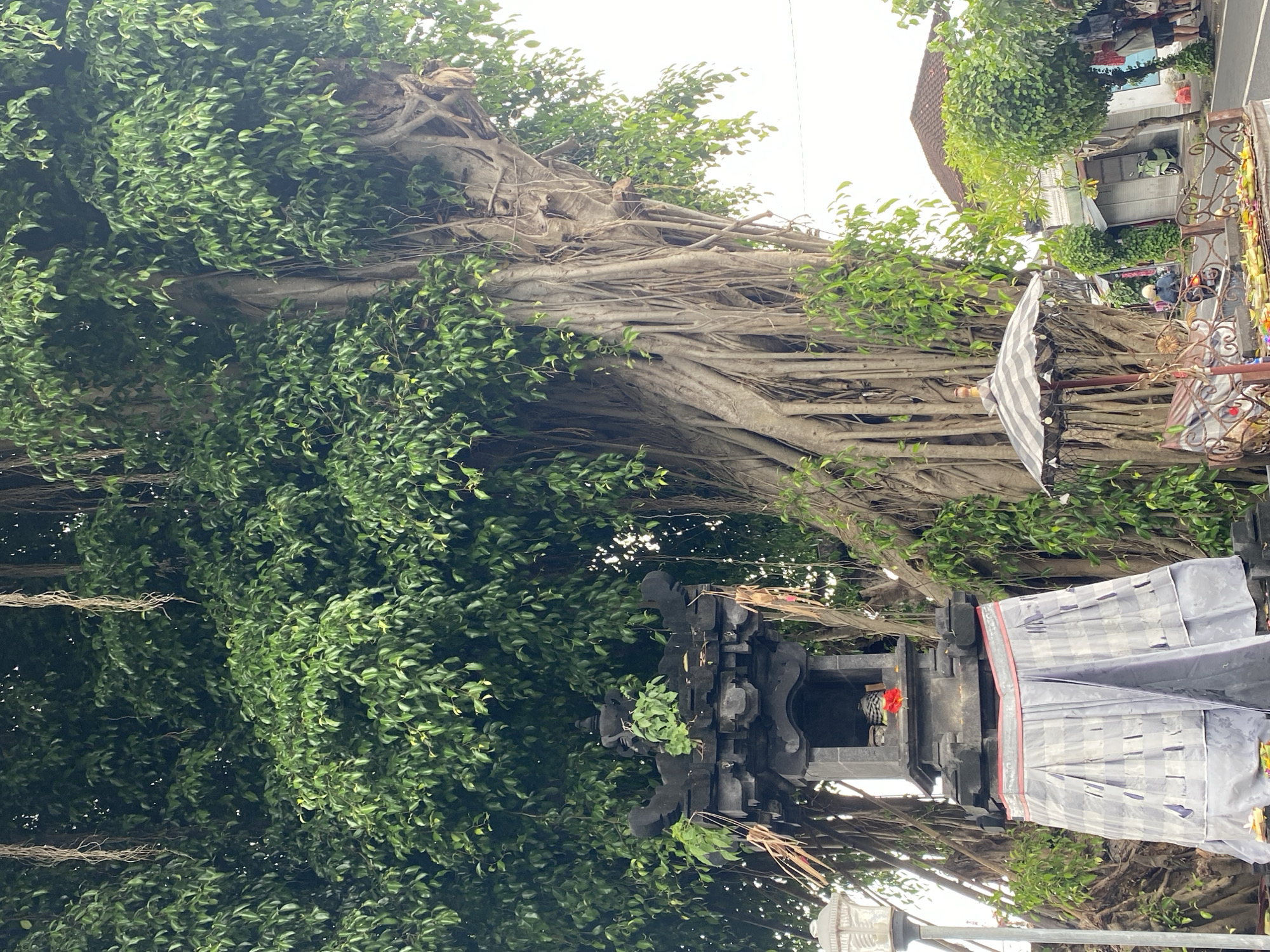 The image captures a vibrant outdoor scene dominated by a massive, ancient banyan tree. The tree features abundant, dense green foliage and an intricate network of thick aerial roots that intertwine and descend, forming a textured, almost sculptural trunk.
At the base of this prominent tree, a dark stone shrine, characteristic of Balinese architecture, is situated. It exhibits carved details and contains small offerings, including a visible red flower and green leaves. A traditional Balinese poleng cloth, with a white and gray checkered pattern and a red stripe, is draped around the shrine, signifying its cultural and spiritual importance.
To the right of the tree, a glimpse of a street scene unfolds, featuring buildings with reddish-brown tiled roofs. Blurred figures, including some on scooters, suggest mild activity. A decorative metal gate or fence separates the tree and shrine area from the street. Another black and white striped flag or fabric hangs from a branch further to the right.
The scene takes place during the daytime, under what appears to be an overcast or shaded sky, providing soft, diffused light. The lush greenery, the architectural style of the shrine, and the traditional fabrics are strong indicators of the location being Kuta Selatan, Indonesia. There is no discernible text in the image, and no specific event is depicted beyond the static presence of a significant natural and cultural landmark.