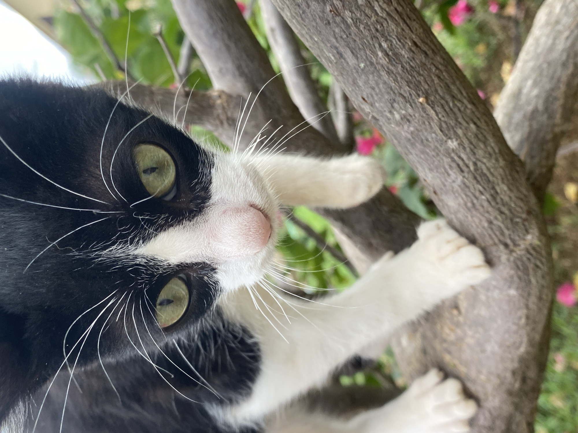 A close-up, vertically oriented photograph captures a black and white "tuxedo" cat perched in a tree during the daytime. The cat's face dominates the frame, looking directly at the viewer with an attentive and curious expression. It has striking light green eyes with vertically elongated pupils, a small pink nose, and numerous long, white whiskers fanning out from its muzzle. The cat's fur is predominantly black on its head and upper body, with distinct white markings on its chin, chest, and paws.
The cat's white front paws are visible gripping the textured, greyish-brown branches of the tree, indicating it is either climbing or securely positioned. The background consists of out-of-focus green foliage and hints of vibrant pink flowers, possibly bougainvillea, suggesting an outdoor garden or natural setting. The bright, natural light indicates it is daytime, and the weather appears clear. The shallow depth of field keeps the cat sharply in focus while blurring the surrounding environment. No text is visible in the image. The scene conveys a moment of feline vigilance within a natural, verdant environment.