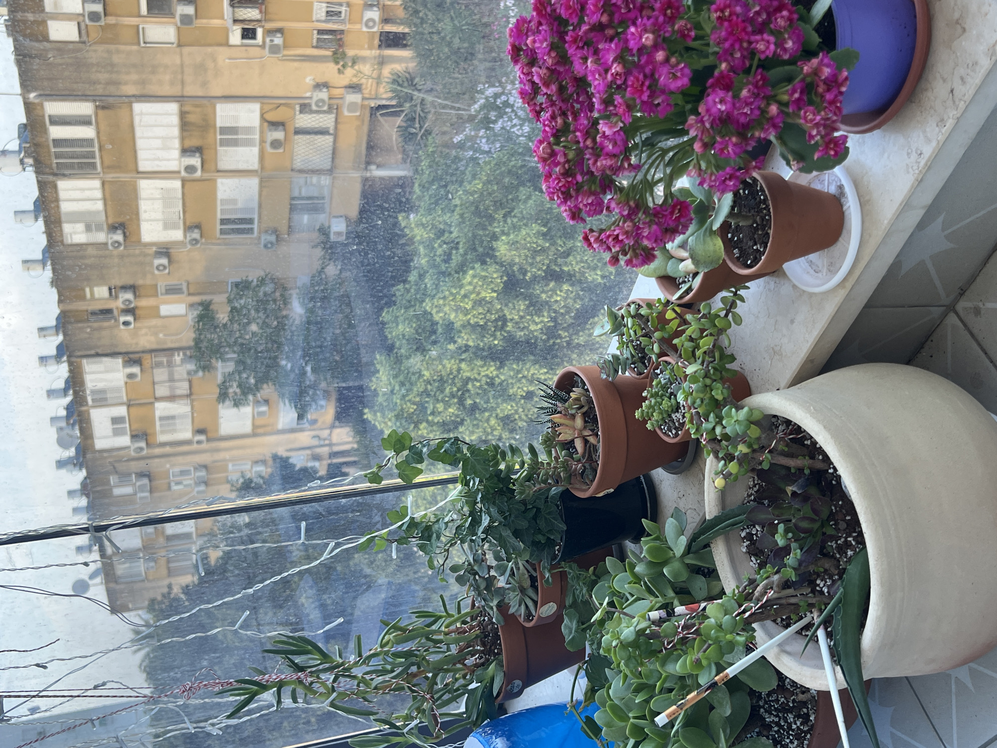 The image shows a collection of potted plants on a windowsill. Visible through the window is an apartment building in Kiryat Bialik, Israel. The building is multi-storied and has numerous air conditioning units attached to its facade. In the foreground, the plants include succulents and a flowering plant with purple blossoms. The pots vary in size and color, ranging from terra cotta to blue and white. The overall impression is of an urban setting with a focus on indoor plants.