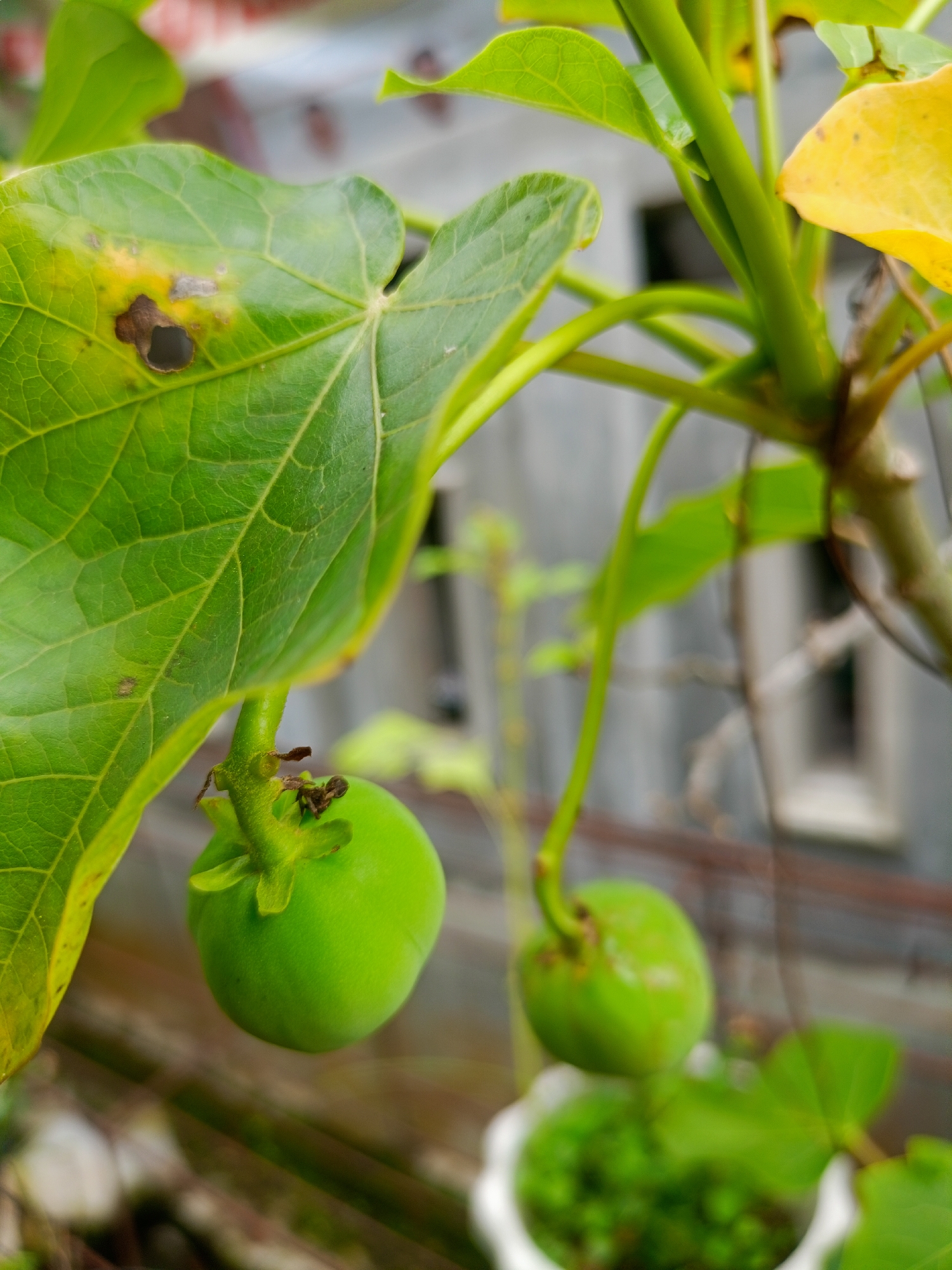 The image shows a plant with large, green leaves and round, green fruits, likely still unripe. A leaf in the upper left corner has a yellowing area with a hole. The plant appears to be growing in an urban environment, with a blurred gray building visible in the background. There's also a hint of a white pot in the lower part of the frame, with small green round things inside. The image was taken in Buketteukuh, Indonesia.