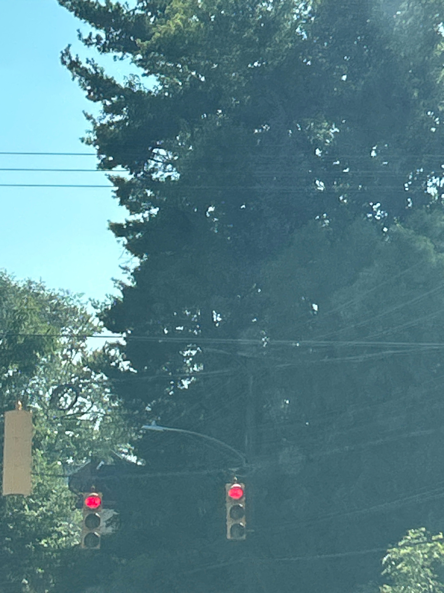 The image shows a traffic light with a red light illuminated, situated amongst dense green foliage. A pale rectangular object is visible to the left of the traffic light. Several horizontal lines, possibly power lines or wires, are present in the background. The scene appears to be an outdoor setting, likely a street or intersection within a city, with trees dominating the background. The lighting suggests it is daytime. The provided crops do not offer any specific clues to determine the precise location within the city of Pittsburgh, United States of America.