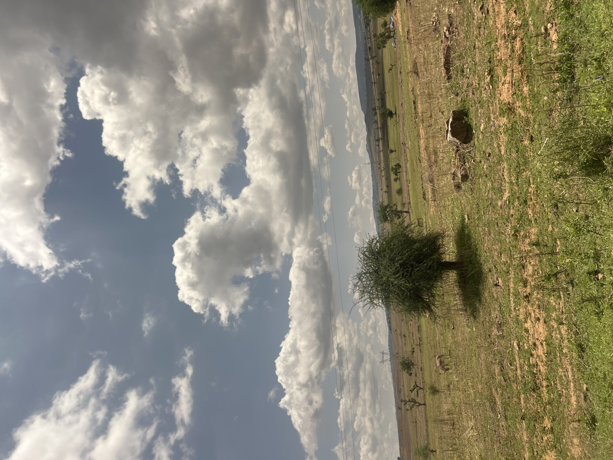 The image displays an expansive rural landscape in Sabon Layi Jessu, Nigeria, under a partly cloudy sky during daylight hours. The upper portion of the frame features a blue sky with numerous large, irregularly shaped cumulus clouds, varying from bright white to light grey. The foreground and midground consist of open fields with dry, light brown soil, interspersed with patches of sparse green grass and dry stalks.
A prominent, bushy, dark green tree stands in the lower-middle of the frame, casting a shadow on the ground to its right. To the left of this tree, a light-colored animal, consistent with a donkey or horse, is observed grazing in the field. In the mid-distance, an electricity transmission tower (pylon) is visible on the left side, with multiple parallel power lines stretching horizontally across the frame. Additional scattered trees of varying sizes and densities are dispersed across the fields, extending towards a distant horizon line formed by rolling hills or mountains. In the far background, near the base of these distant formations, a cluster of small animals is faintly visible. In the lower right foreground, a large, dark brown boulder rests on the ground, surrounded by smaller rocks and dry vegetation. No human figures are present in the scene.