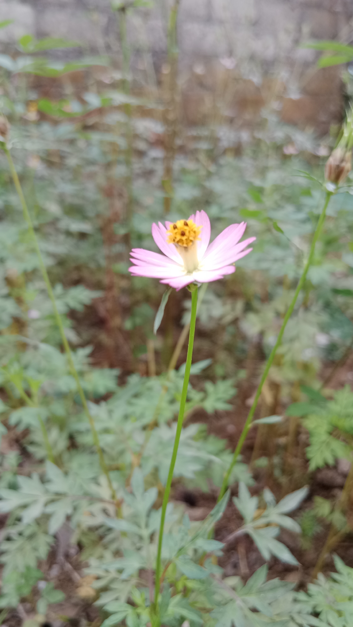A single pink and white flower with a yellow center stands tall on a thin green stem against a blurred background of green foliage and a grey brick wall. The flower's delicate petals are pointed and slightly curled, with a gradient of color from white at the base to soft pink at the tips. The yellow center is composed of numerous small, textured stamens. The stem is thin and appears to be reaching upwards, with a few other blurry stems and a bud visible in the foreground and background. The overall impression is one of a natural, outdoor setting, possibly a garden or a wild area. The image was captured in Srono, Indonesia, where such flora is common.