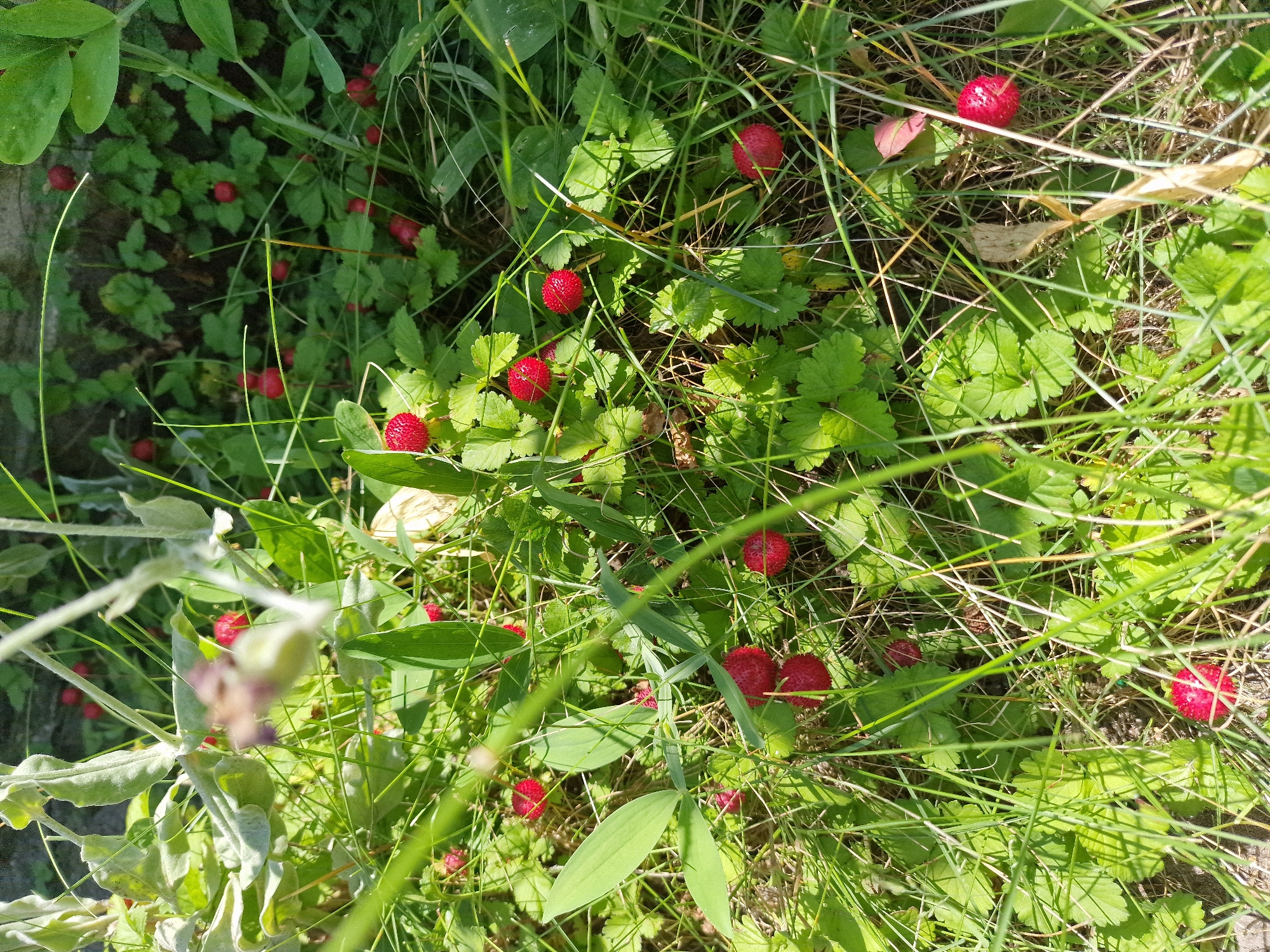 This is a close-up, high-angle shot of several ripe, bright red wild strawberries nestled amongst green leaves and tall grasses. The strawberries have a textured surface, appearing to be made up of many small drupelets. Sunlight dapples through the foliage, creating areas of bright illumination and shadow, suggesting a sunny day. The scene appears to be a natural outdoor setting, likely a field or woodland edge in Bershad, Ukraine. There is no activity or event taking place, just a still image of the berries in their natural habitat. The focus is sharp on the berries and surrounding greenery, with some blur in the foreground and background due to the shallow depth of field. No text is visible in the image.