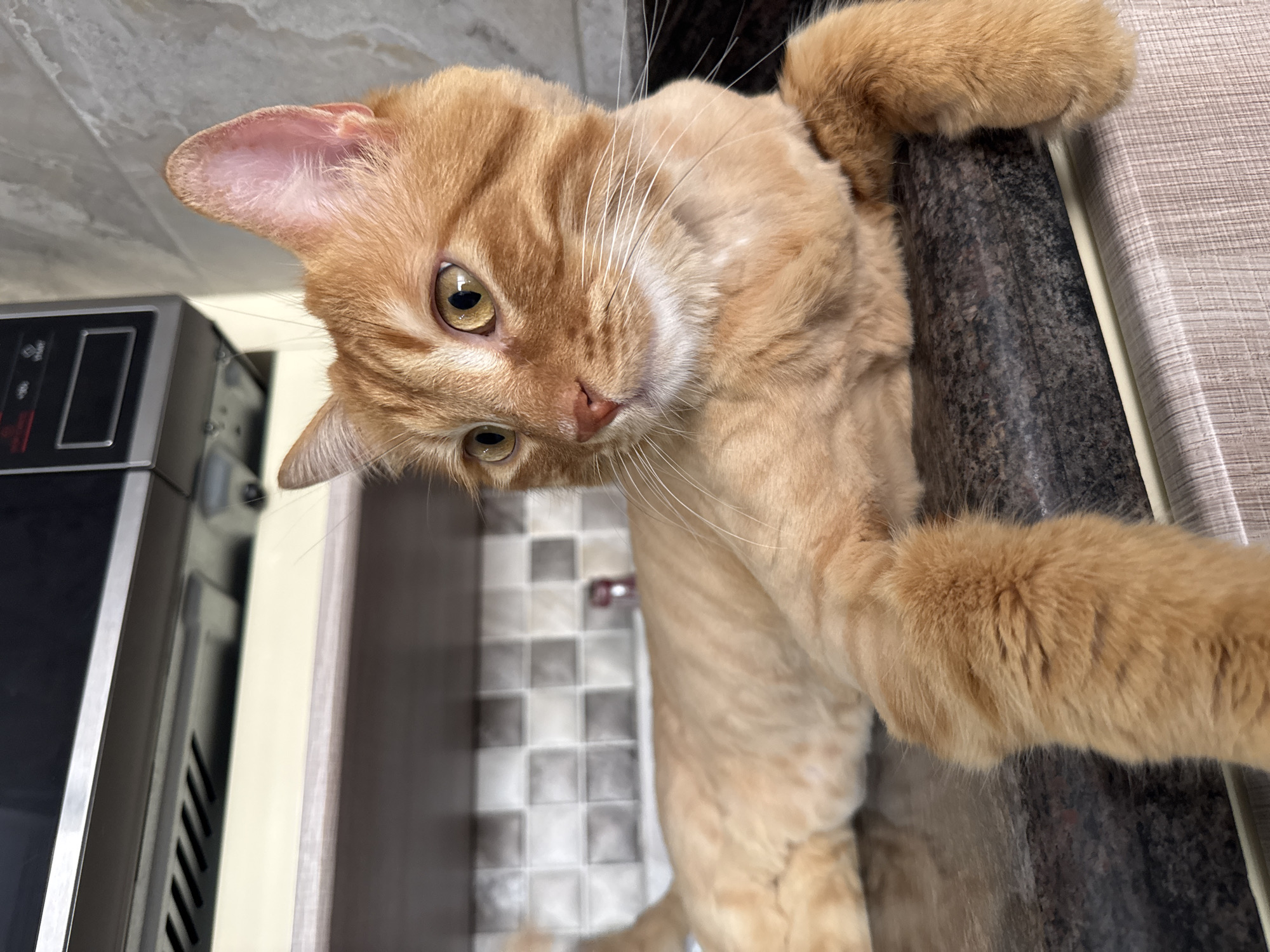 A ginger cat is lying on a countertop in a kitchen. The cat is facing to the right, with its head turned slightly towards the camera. The cat's eyes are open and yellow, and its ears are pointed upwards. The cat's fur is orange and appears to be short. The countertop is dark grey and appears to be made of granite. In the background, there is a tiled backsplash and a microwave oven. The scene is brightly lit, and the overall impression is one of domesticity. The location of Zahle, Lebanon is not evident from the image itself.