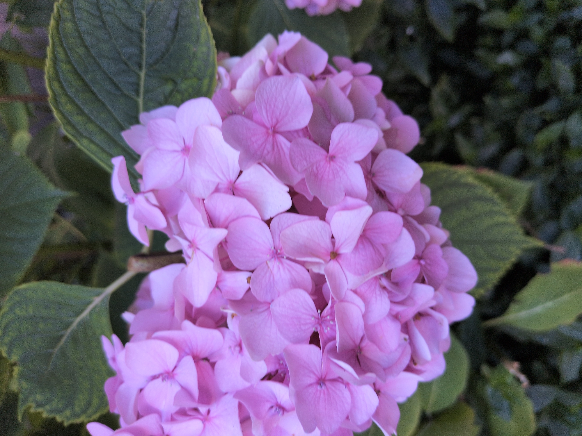 A close-up, overhead shot focuses on a cluster of pink hydrangeas, their delicate petals tightly packed together. Large, dark green leaves frame the flowers, their veins visible. The background is a blur of green foliage, suggesting a garden setting. The image appears to be taken in a garden in Sochi, Russia, known for its abundant plant life and lush greenery, particularly during the blooming season of hydrangeas.